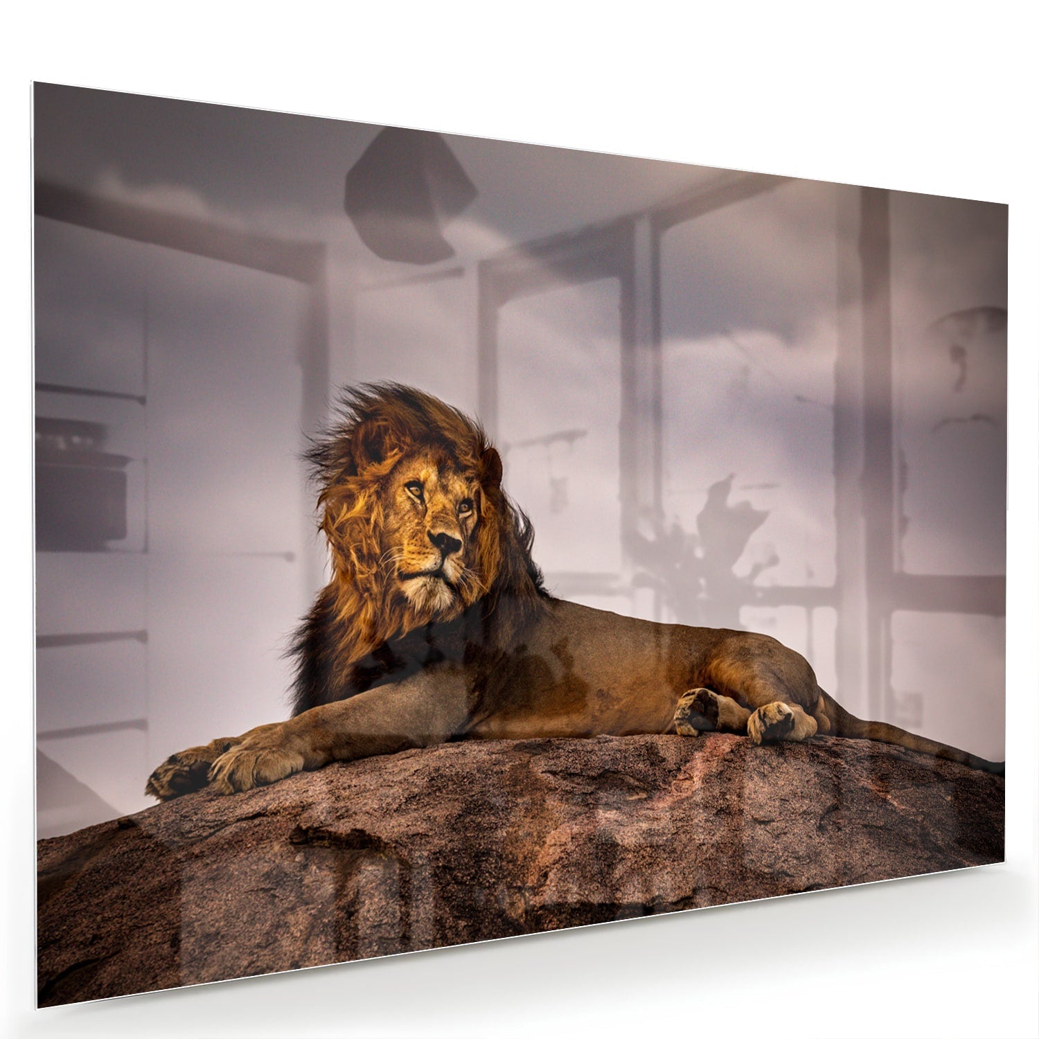 Glasbild – Majestätischer Löwe – Glasbild aus Sicherheitsglas, Größe 60x40
