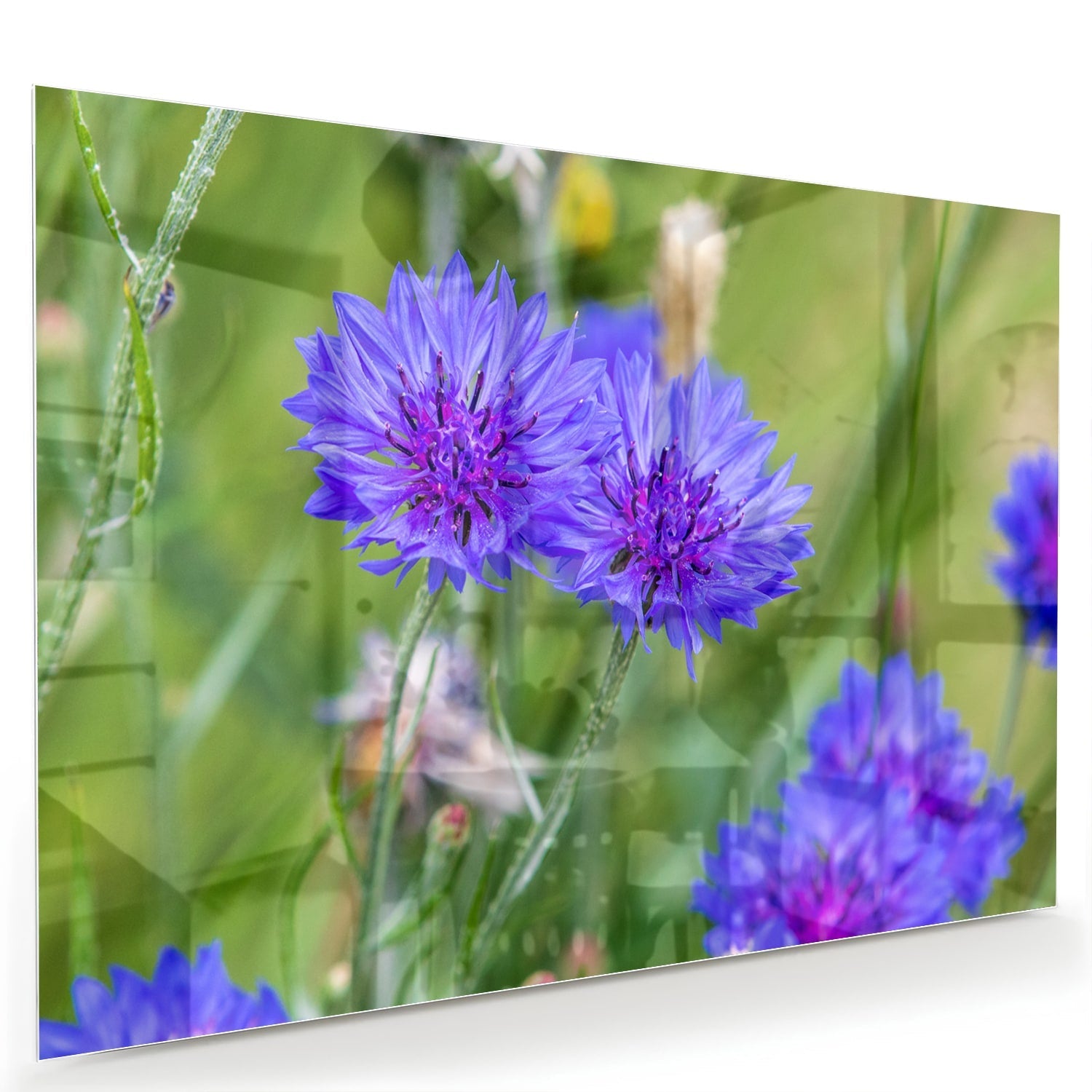 Glasbild mit violetten Blumen für moderne Einrichtungen – Glasbild aus Sicherheitsglas, Größe 60x40