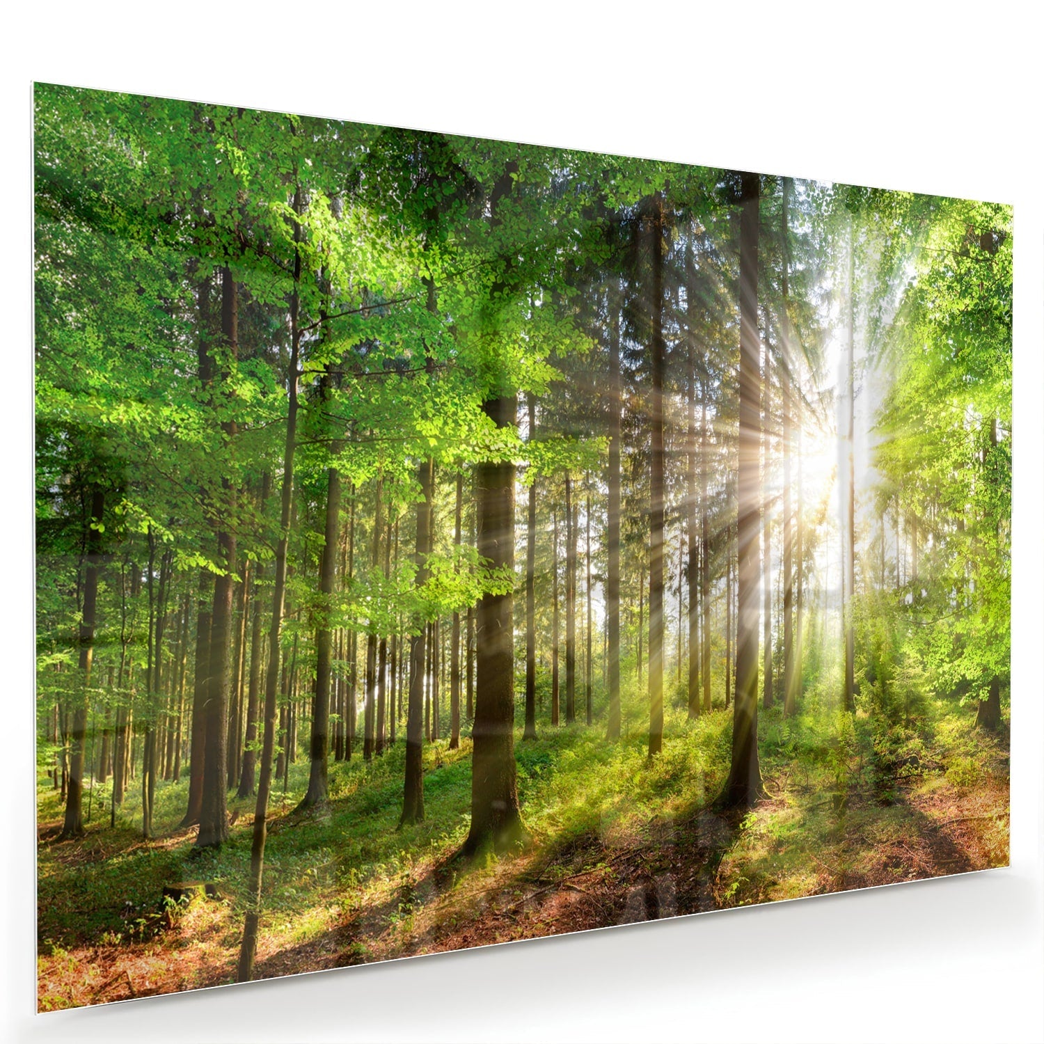 Glasbild mit sonnigem Wald für die Wohndekoration – Glasbild aus Sicherheitsglas, Größe 60x40