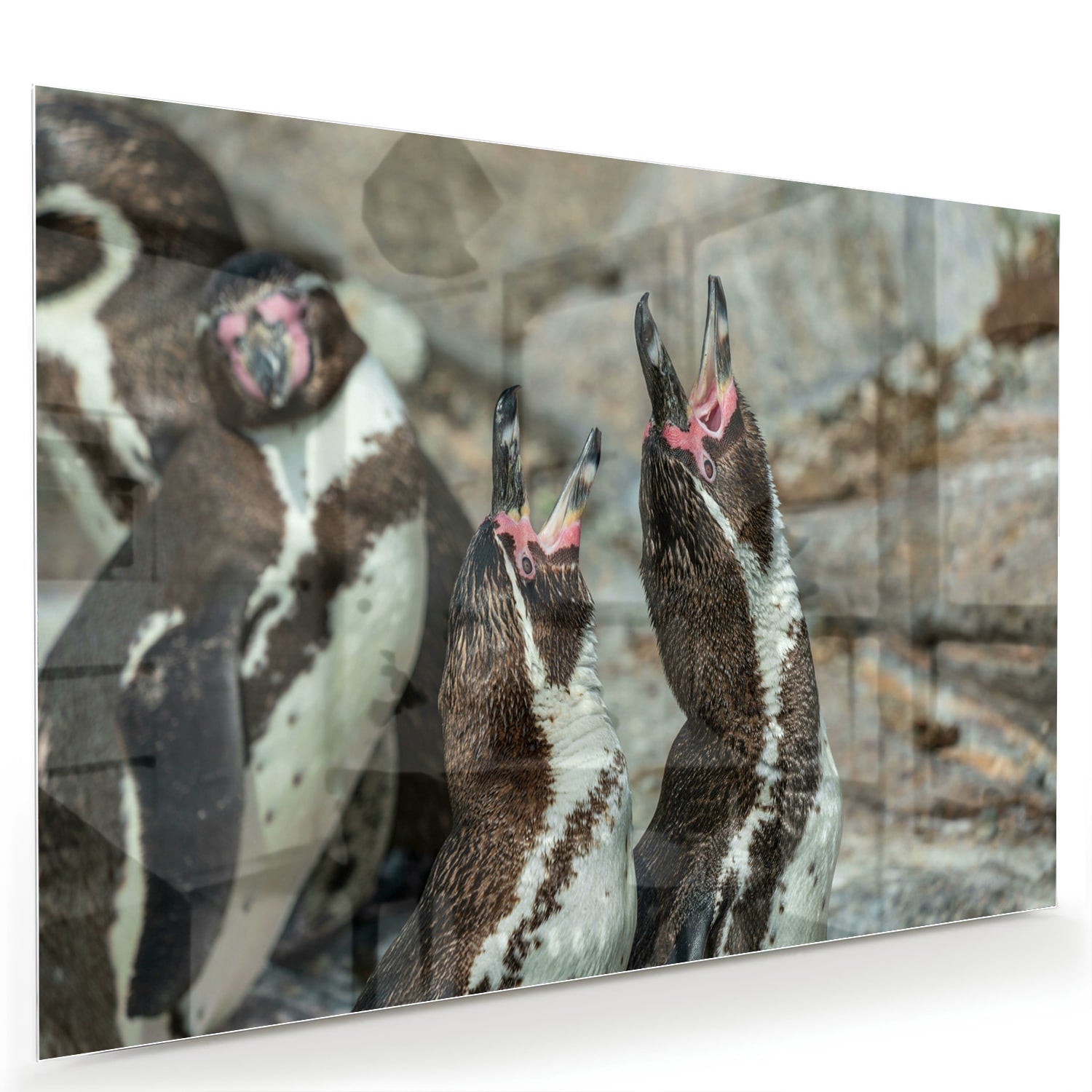 Glasbild mit fröhlichen Pinguinen in natürlicher Umgebung – Glasbild aus Sicherheitsglas, Größe 60x40