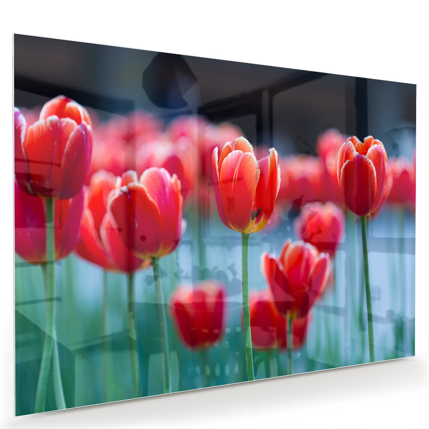 Glasbild – Lebendige rote Tulpen – Glasbild aus Sicherheitsglas, Größe 60x40