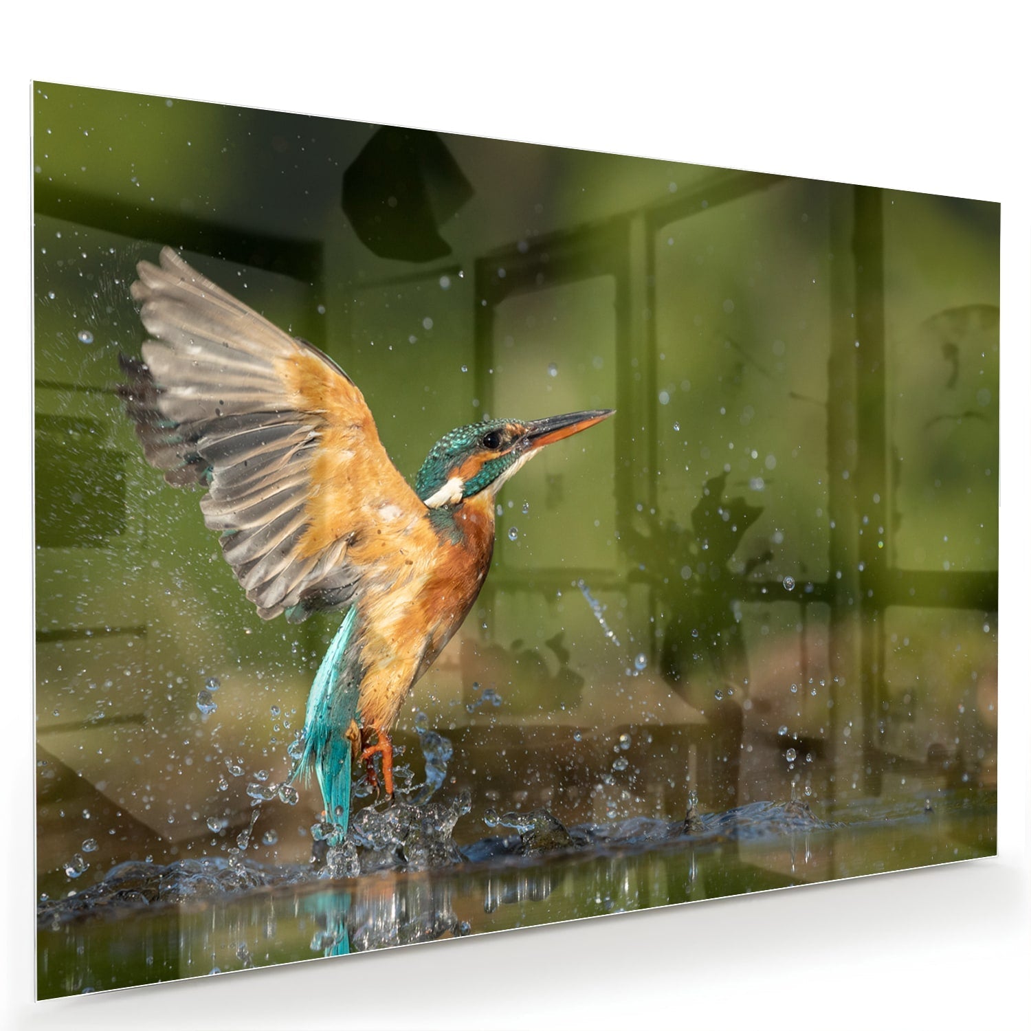 Glasbild mit einem farbenfrohen Eisvogel – Glasbild aus Sicherheitsglas, Größe 60x40