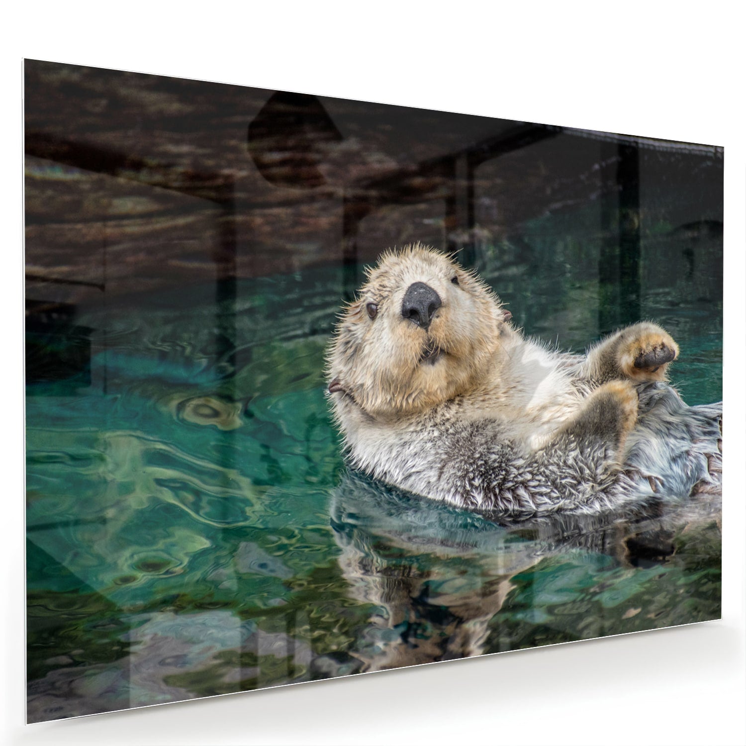 Glasbild mit schwimmendem Seeotter – Glasbild aus Sicherheitsglas, Größe 60x40