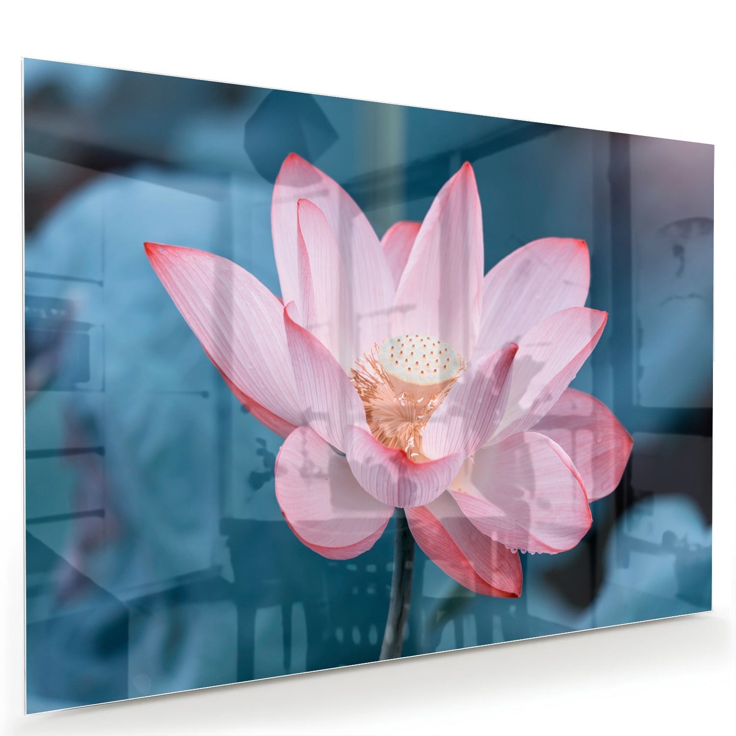 Wunderschönes Glasbild mit rosa Lotus – Glasbild aus Sicherheitsglas, Größe 60x40