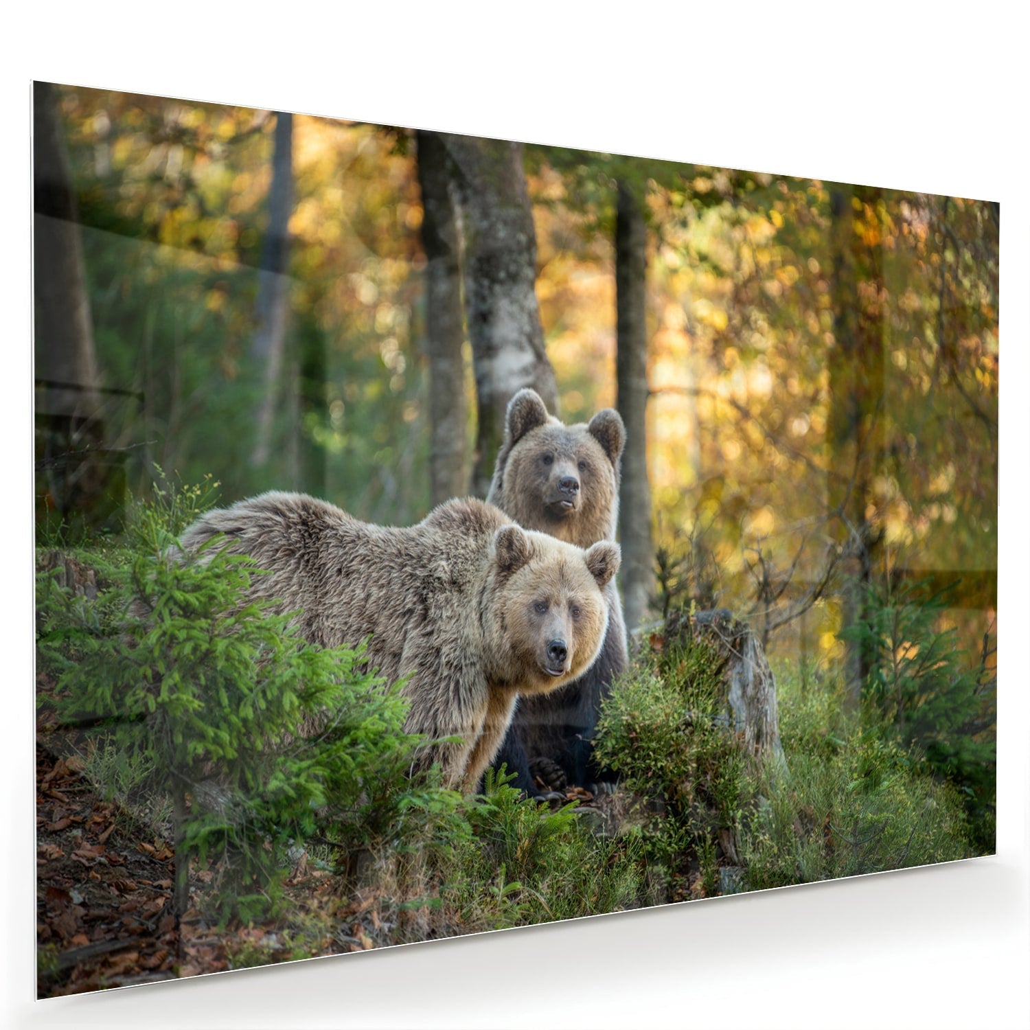 Glasbild mit zwei niedlichen Bären im Wald – Glasbild aus Sicherheitsglas, Größe 60x40