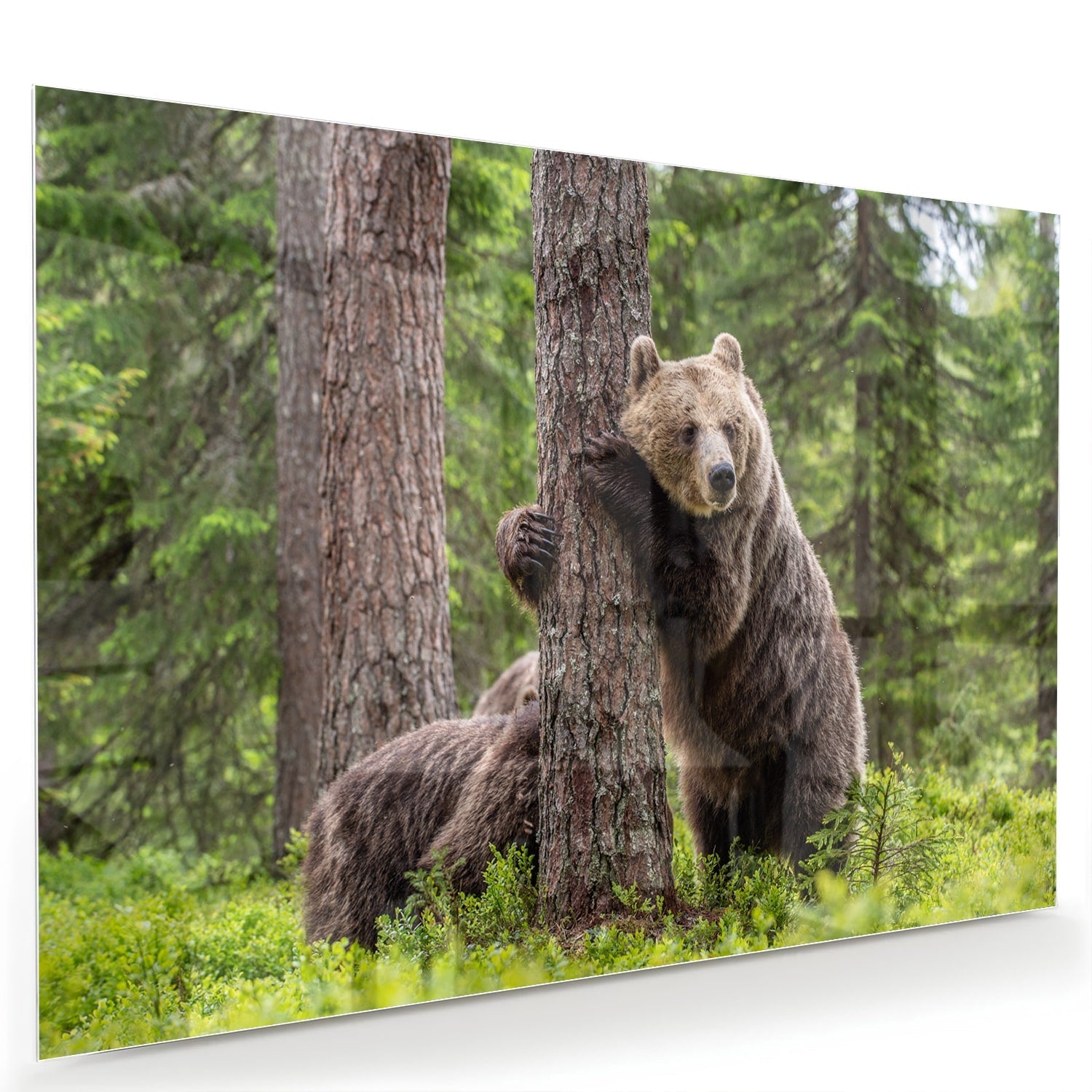 Glasbild mit beeindruckenden Grizzlybären in der Wildnis – Glasbild aus Sicherheitsglas, Größe 60x40