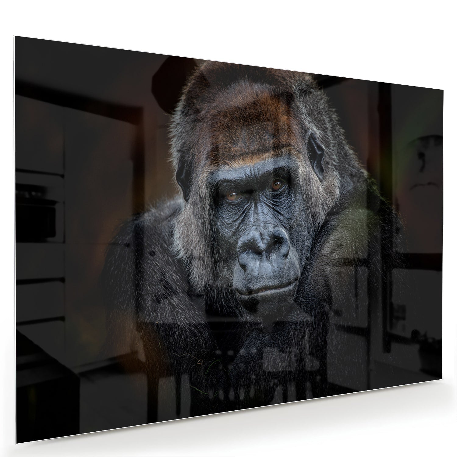 Beeindruckendes Glasbild mit einem Gorilla – Glasbild aus Sicherheitsglas, Größe 60x40