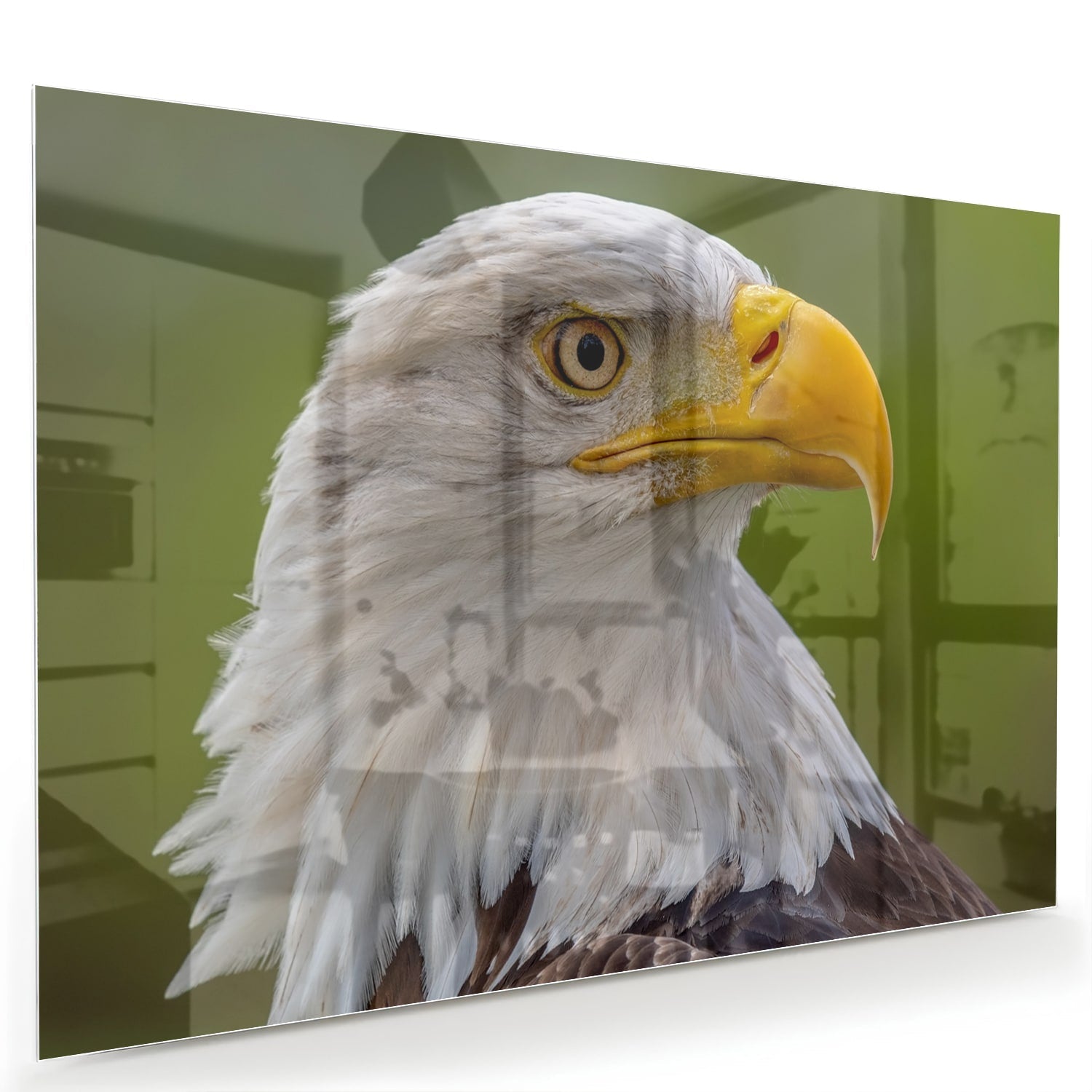 Glasbild mit majestätischem amerikanischen Weißkopfseeadler – Glasbild aus Sicherheitsglas, Größe 60x40