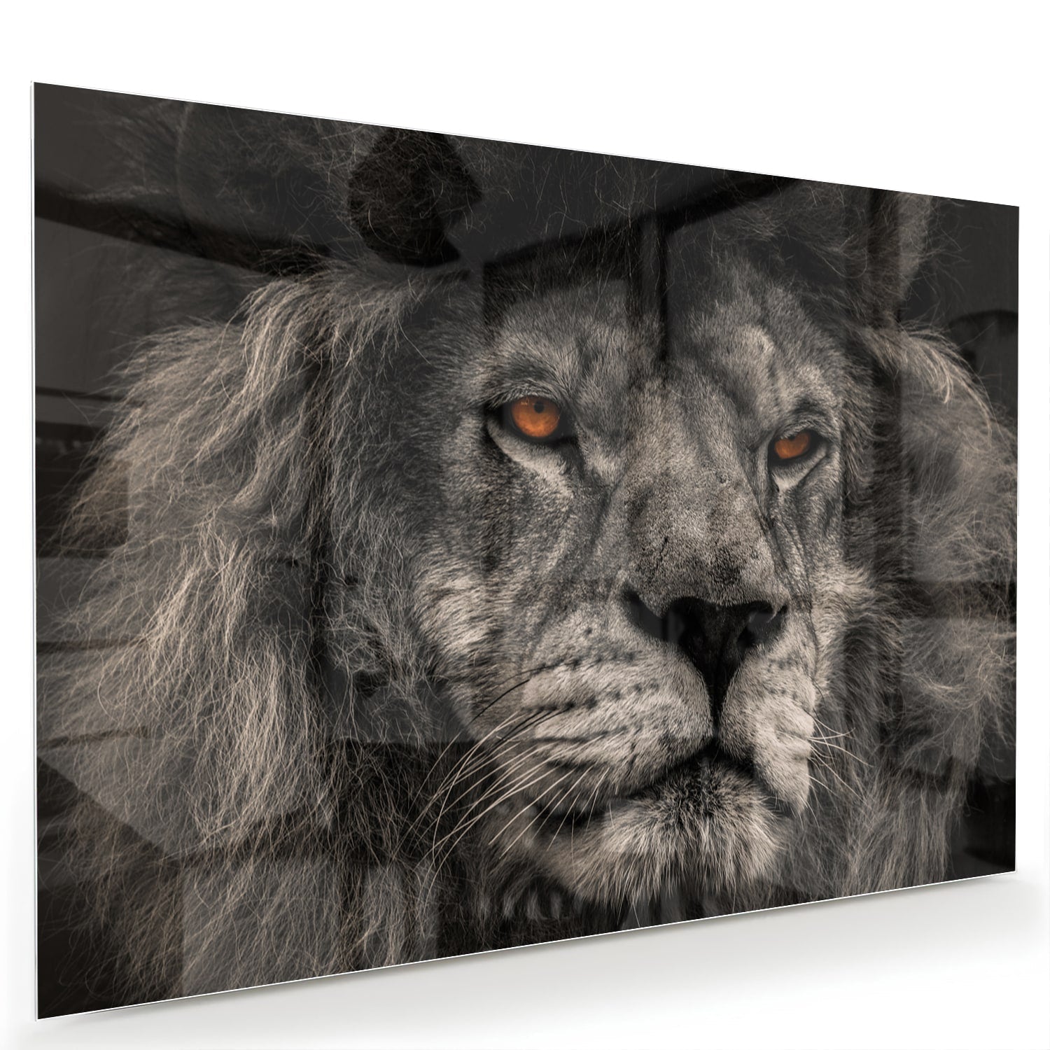 Schwarz-Weiß-Glasbild mit majestätischem Löwen – Glasbild aus Sicherheitsglas, Größe 60x40