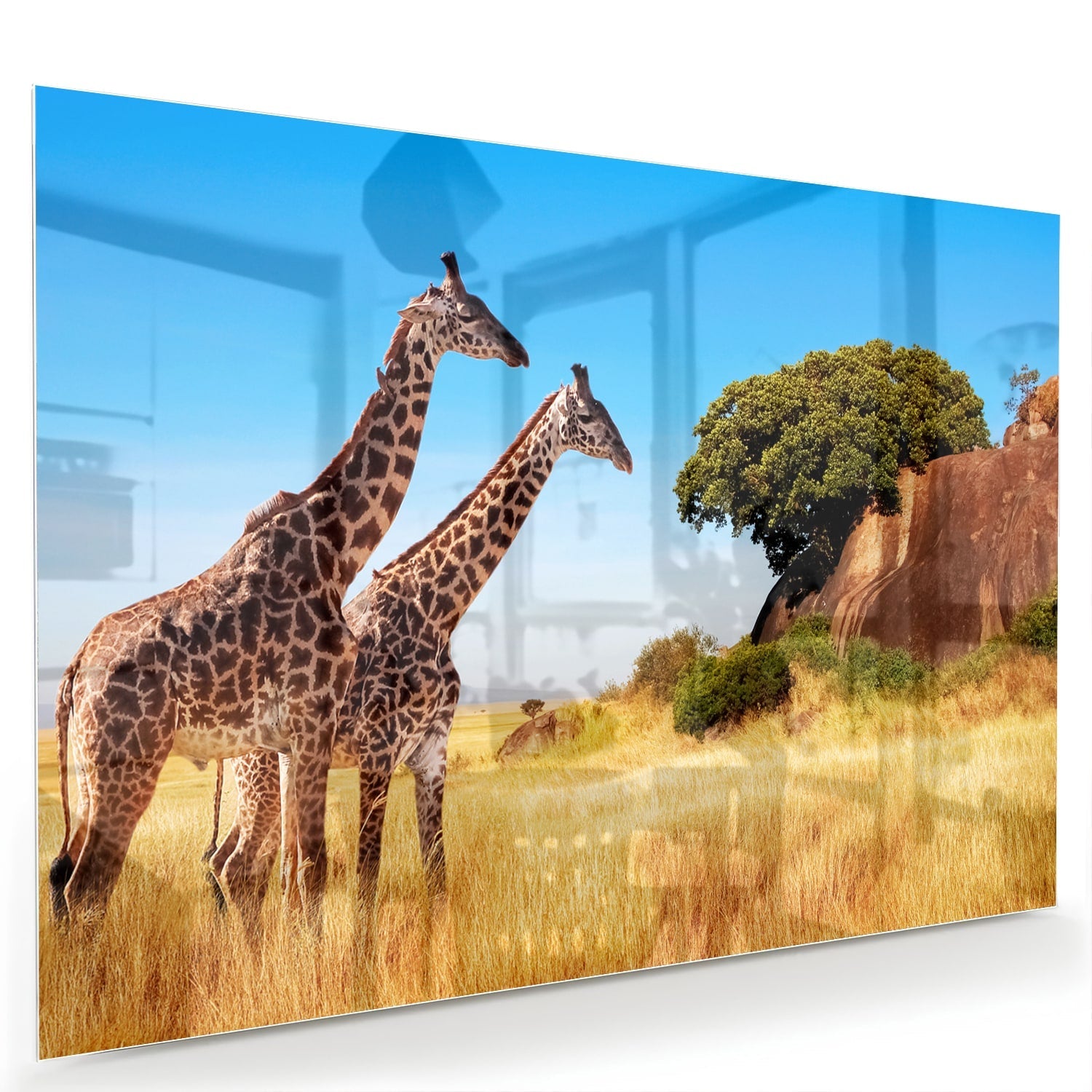 Glasbild mit zwei Giraffen in der afrikanischen Landschaft – Glasbild aus Sicherheitsglas, Größe 60x40