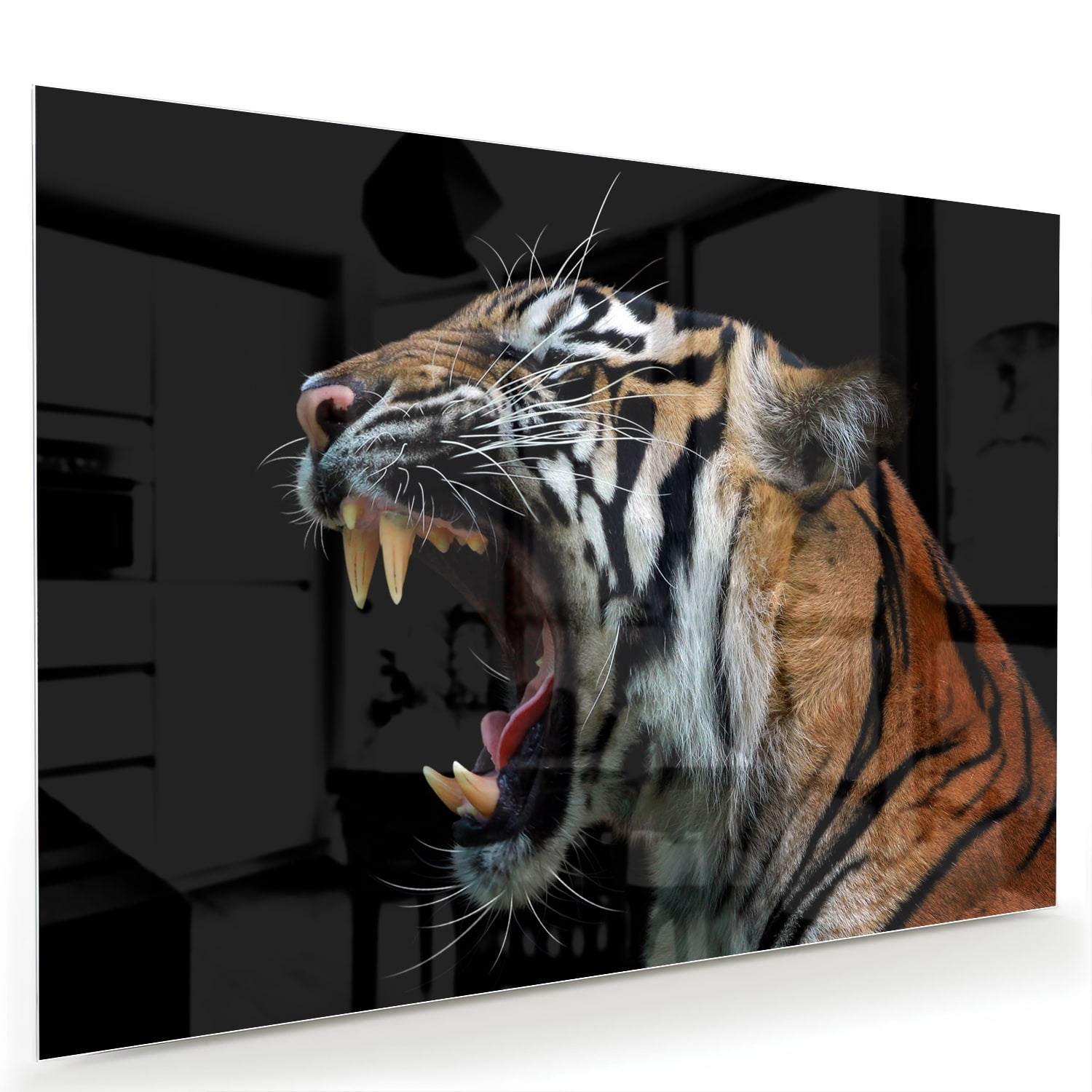 Beeindruckendes Glasbild mit einem brüllenden Tiger – Glasbild aus Sicherheitsglas, Größe 60x40