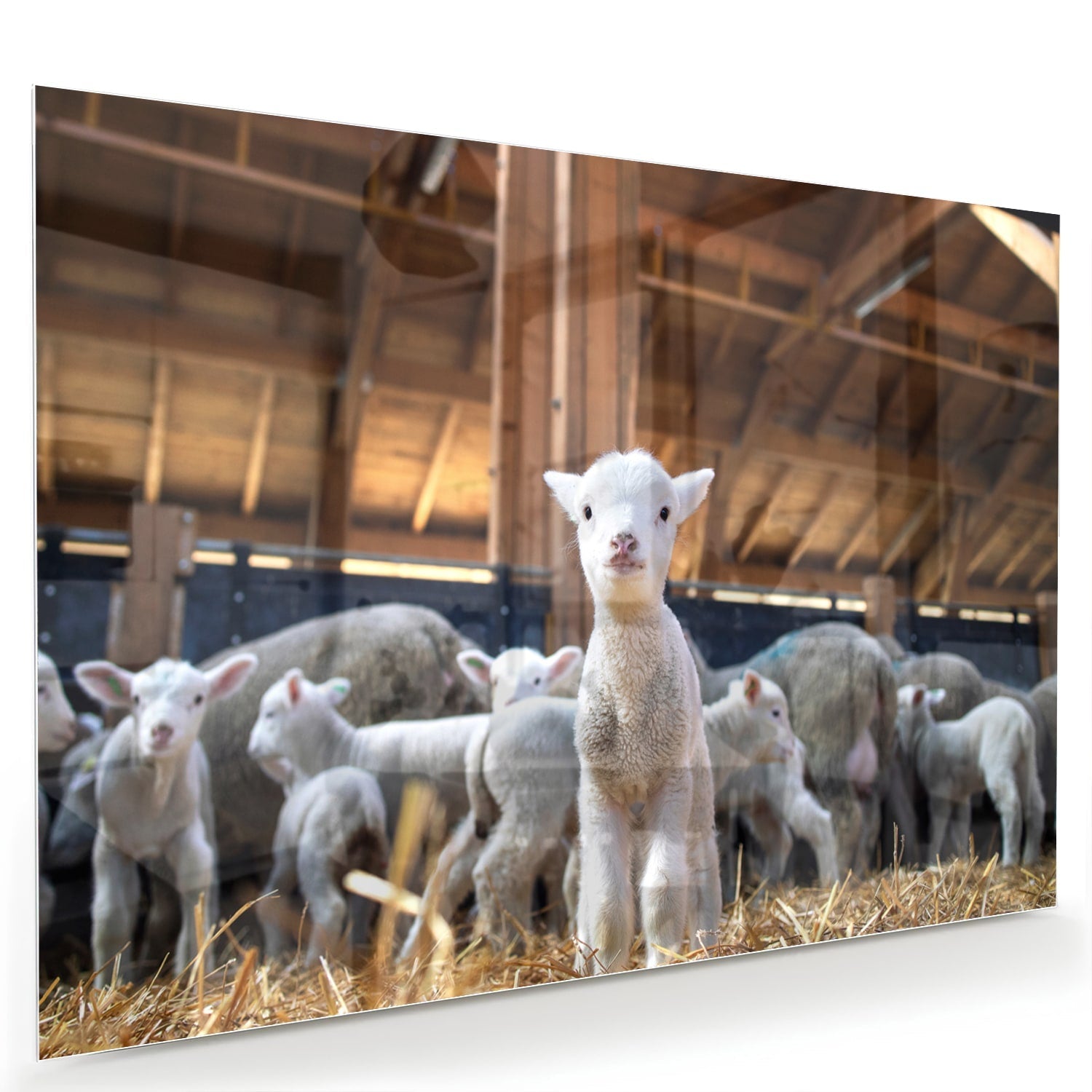 Glasbild – Niedliche Lämmer in einem Stall – Glasbild aus Sicherheitsglas, Größe 60x40