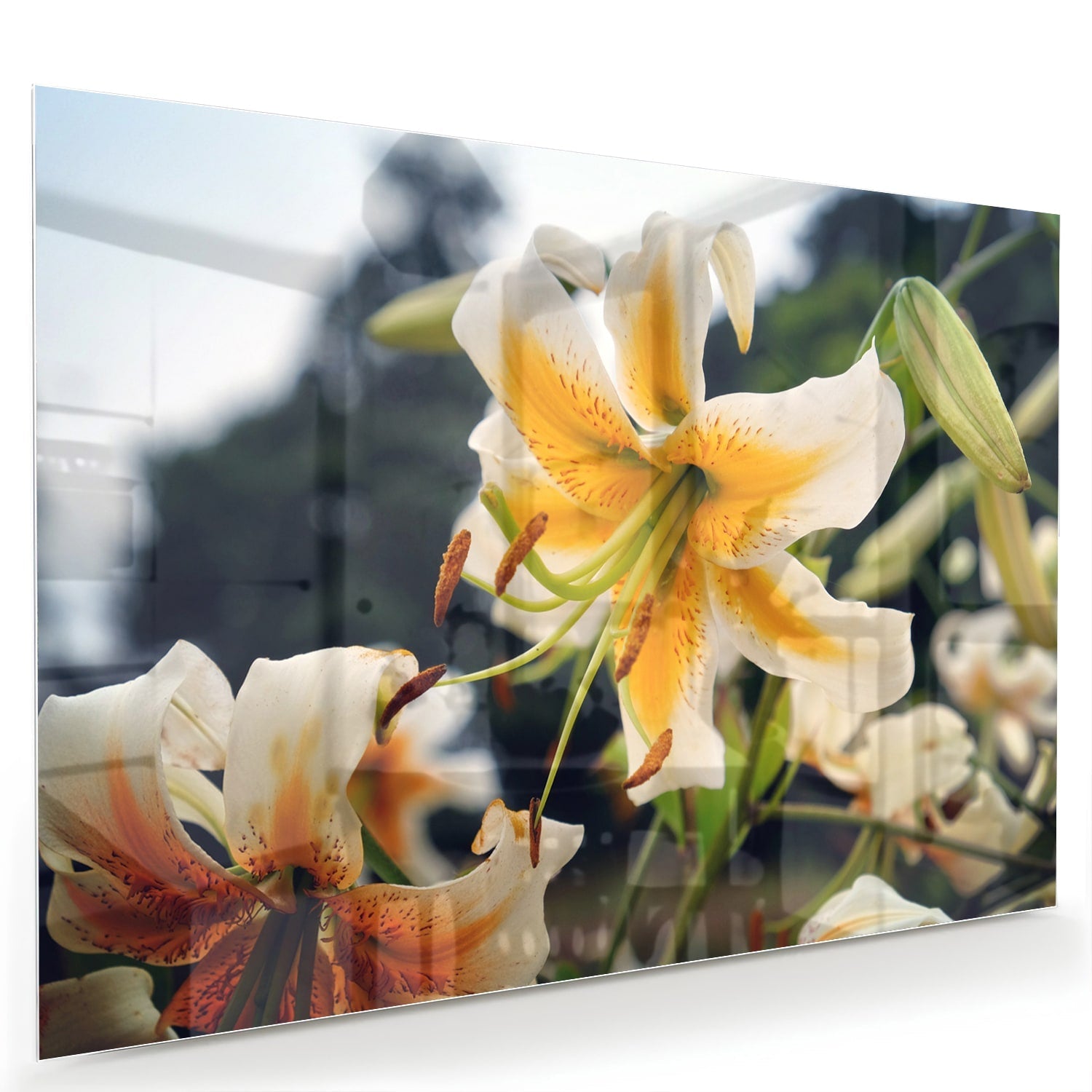 Elegantes Glasbild mit Lilien – Glasbild aus Sicherheitsglas, Größe 60x40