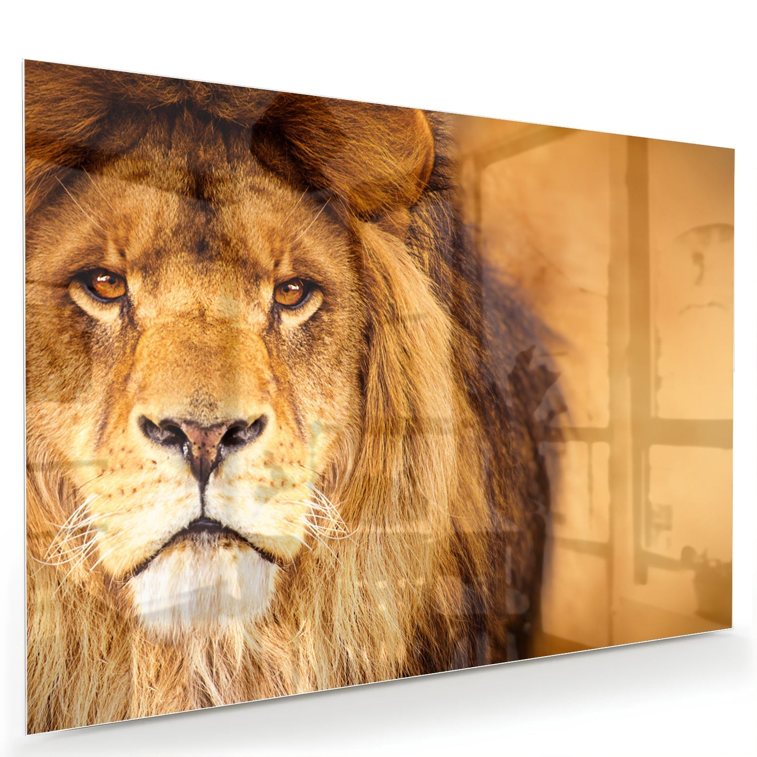 Glasbild mit majestätischem Löwen für Ihr Interieur – Glasbild aus Sicherheitsglas, Größe 60x40