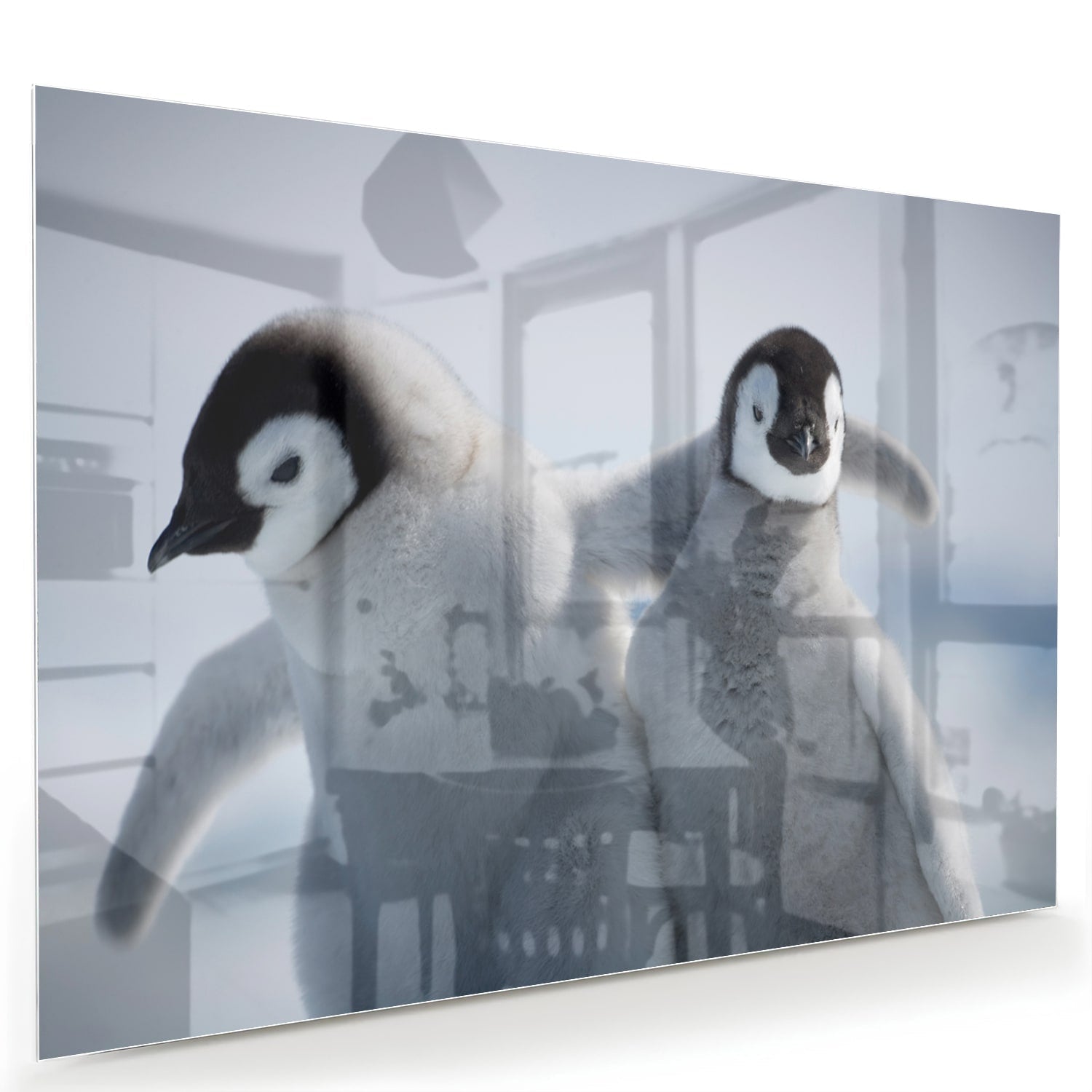 Glasbild mit zwei Pinguinen in winterlicher Atmosphäre – Glasbild aus Sicherheitsglas, Größe 60x40
