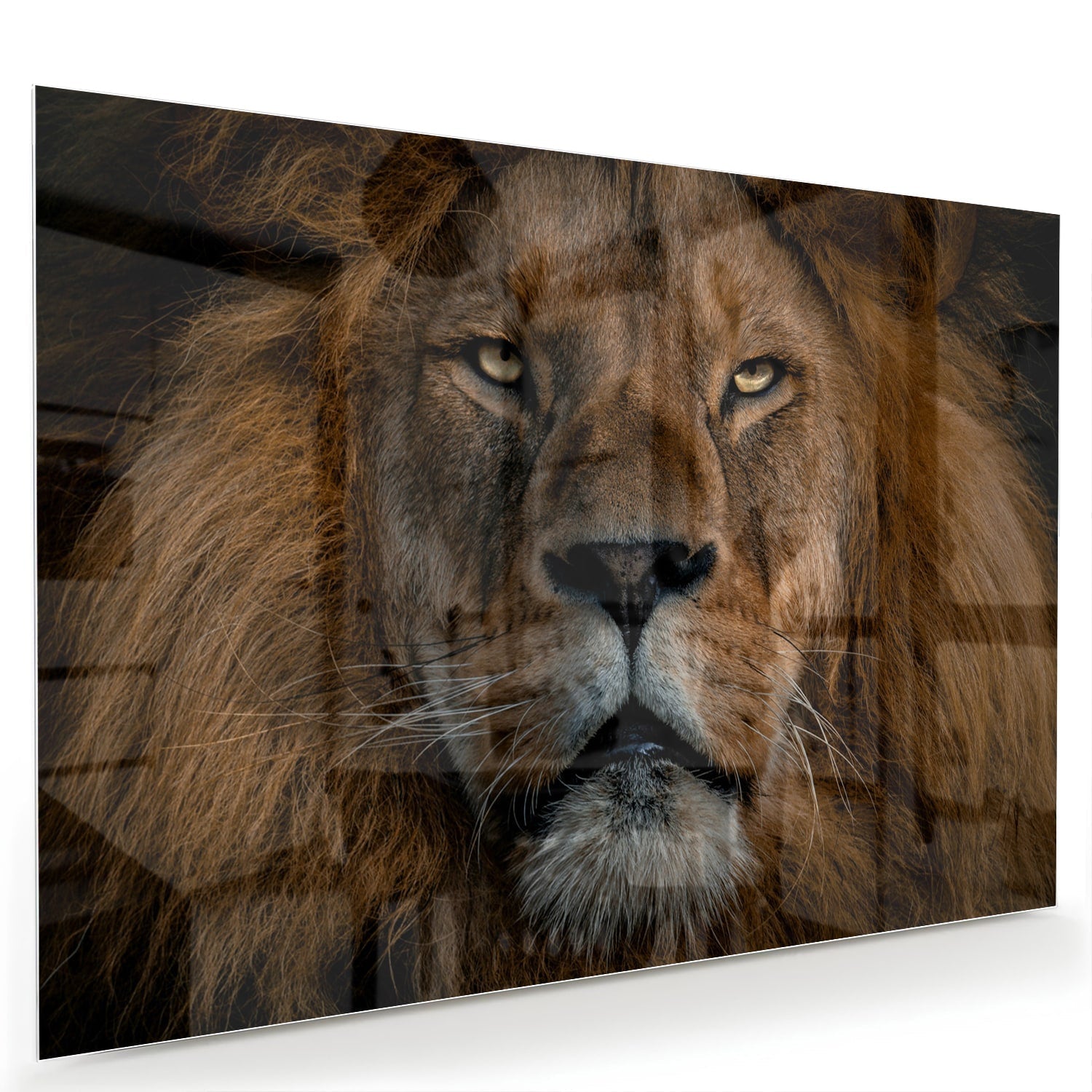 Glasbild mit majestätischem Löwen – einzigartige Wanddekoration – Glasbild aus Sicherheitsglas, Größe 60x40