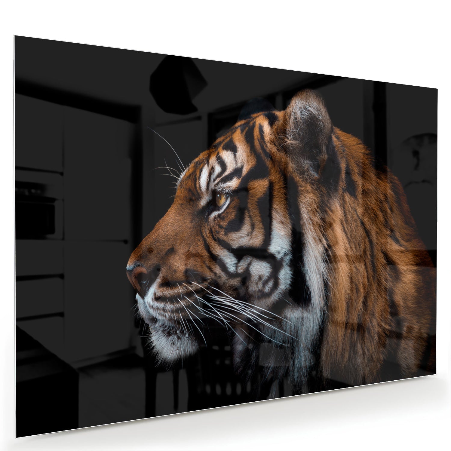 Glasbild mit majestätischen Tigern – Glasbild aus Sicherheitsglas, Größe 60x40