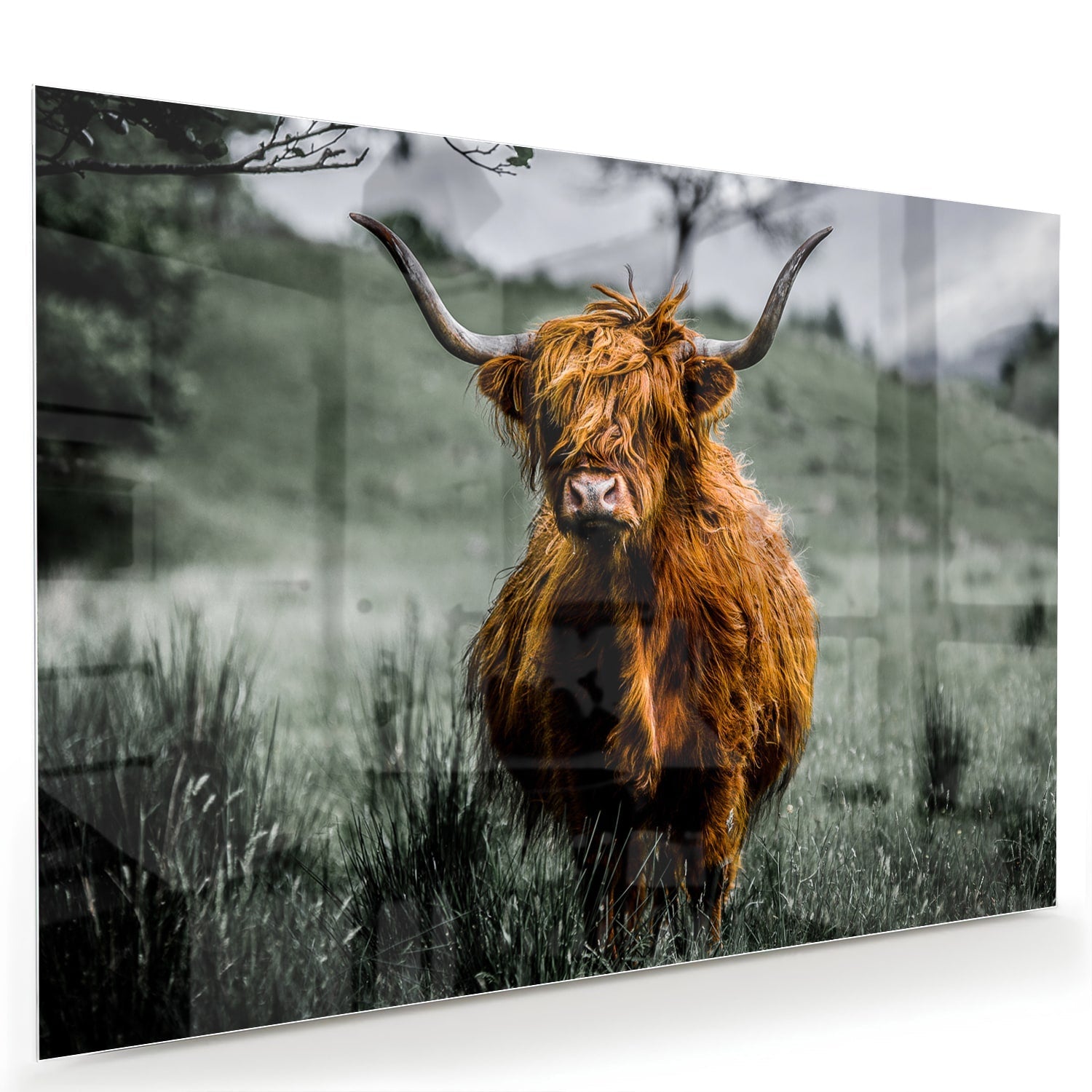 Glasbild mit einem schottischen Hochlandrind – Glasbild aus Sicherheitsglas, Größe 60x40