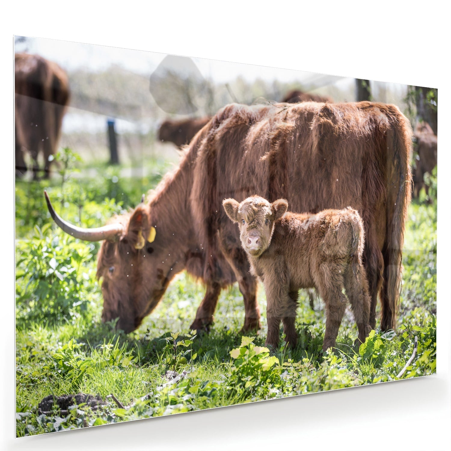 Glasbild mit Mutter und Kalb in der Natur – Glasbild aus Sicherheitsglas, Größe 60x40