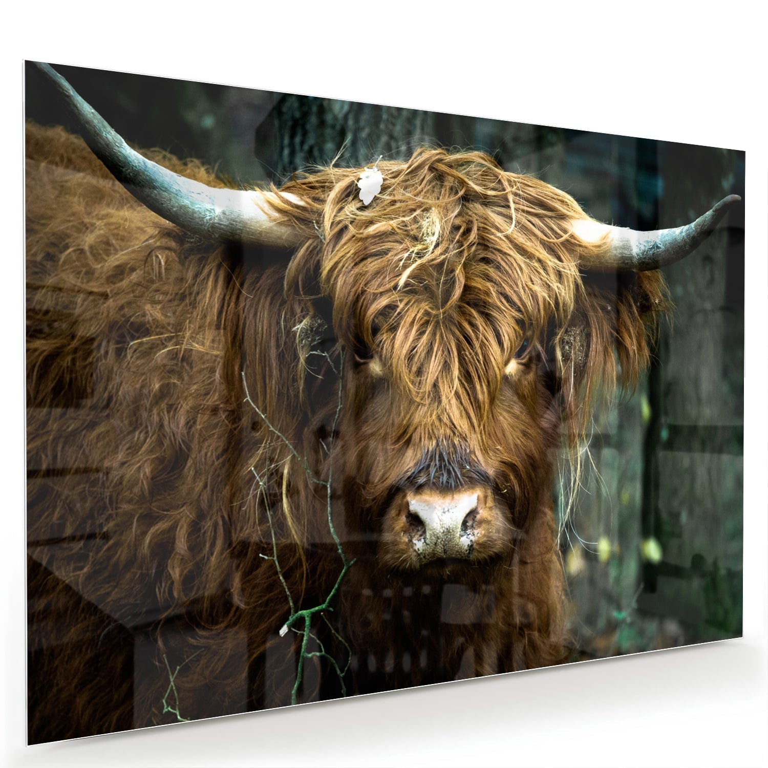 Glasbild mit einem schottischen Hochlandrind in Naturkulisse – Glasbild aus Sicherheitsglas, Größe 60x40