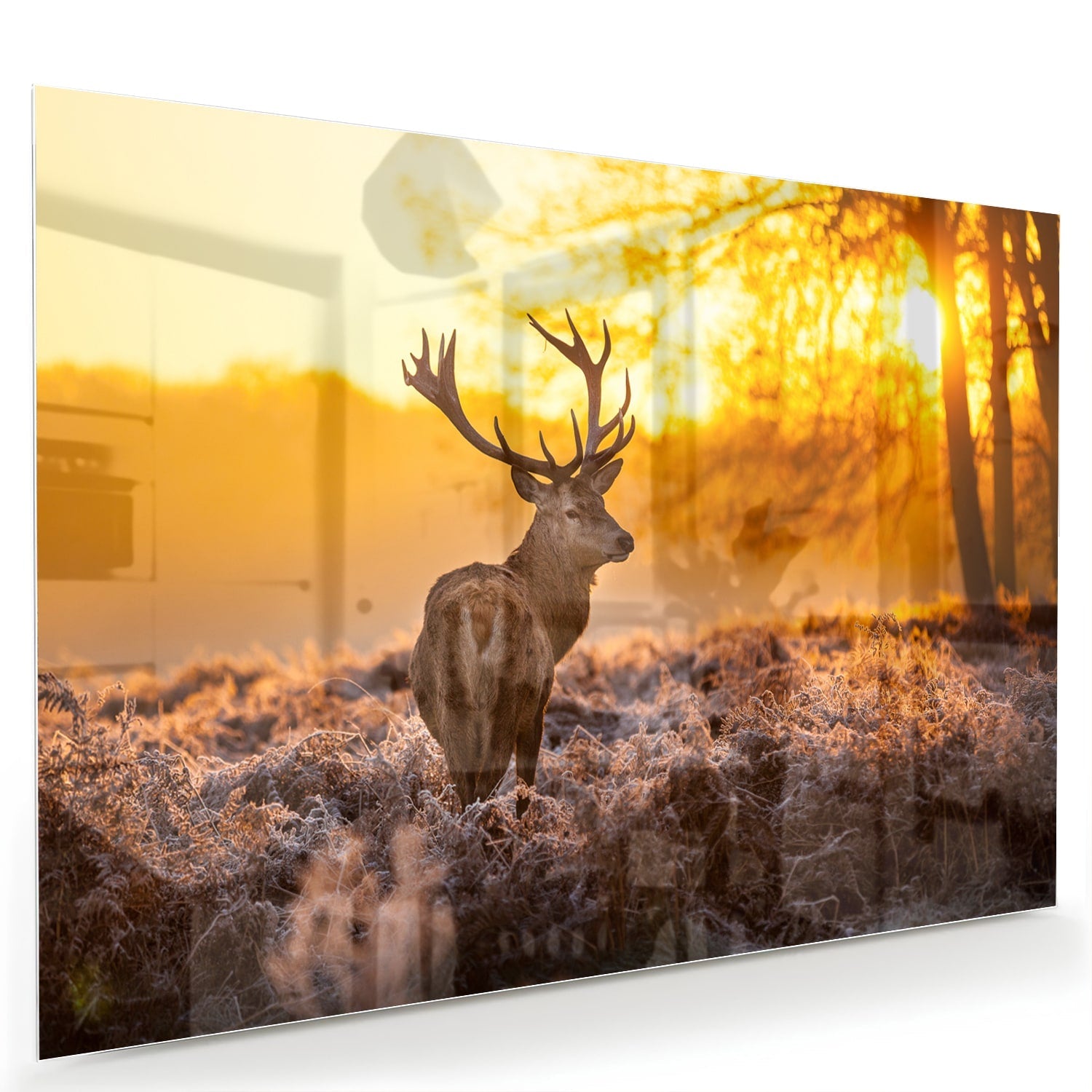 Glasbild mit einem Hirsch in der aufgehenden Sonne – Glasbild aus Sicherheitsglas, Größe 60x40
