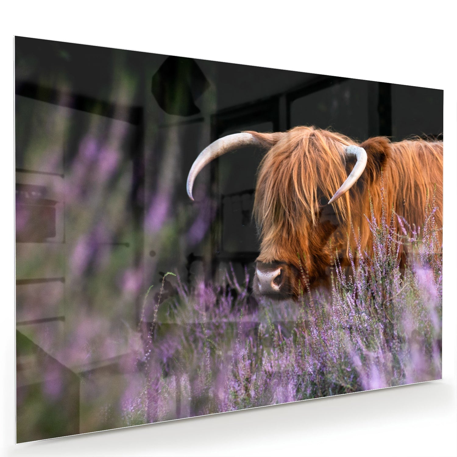 Glasbild mit einem schottischen Hochlandrind in Lavendel – Glasbild aus Sicherheitsglas, Größe 60x40