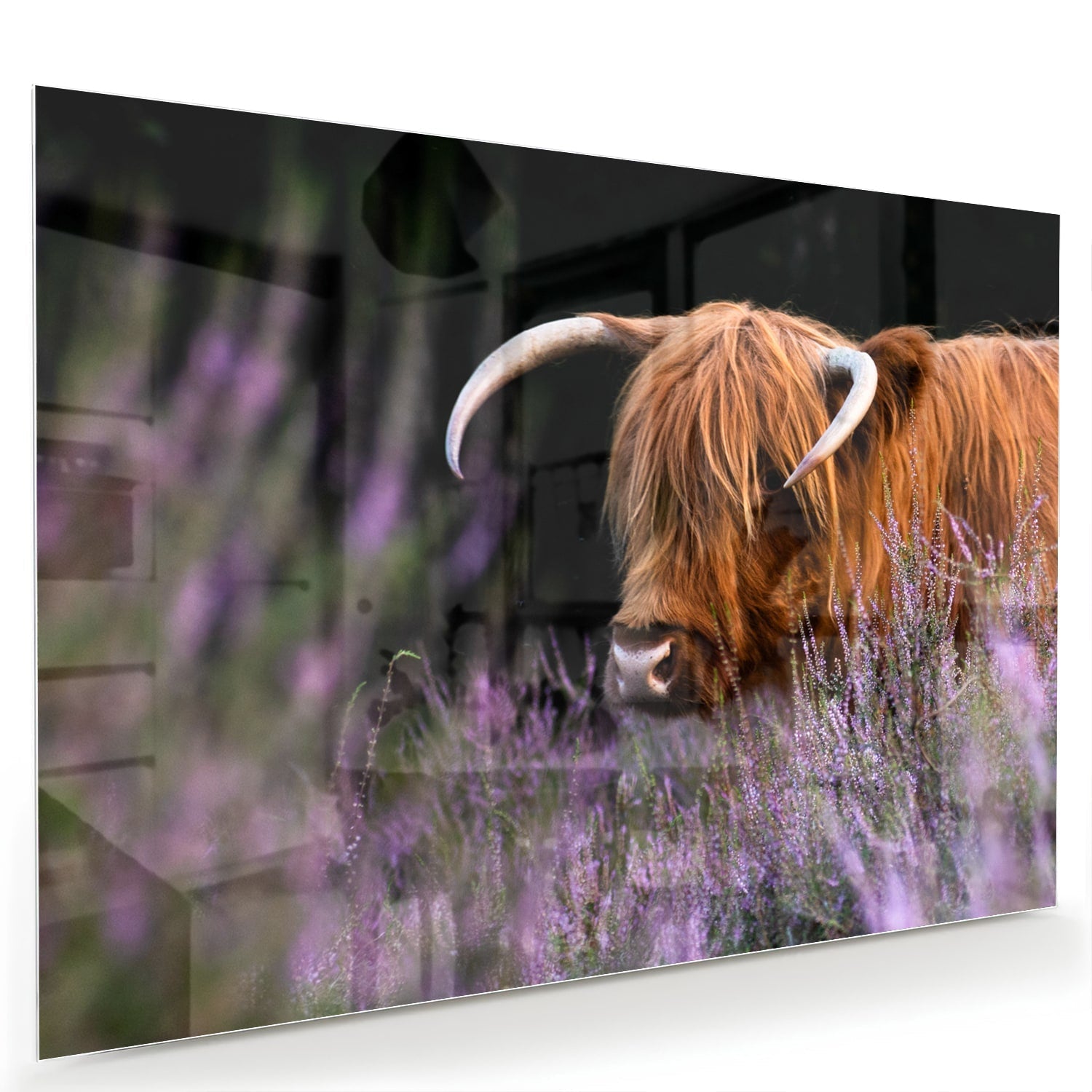 Glasbild Glas mit einem Schottisches Hochlandrind in Lavendel als moderne Glas-Wanddekoration aus 4 mm Sicherheitsglas