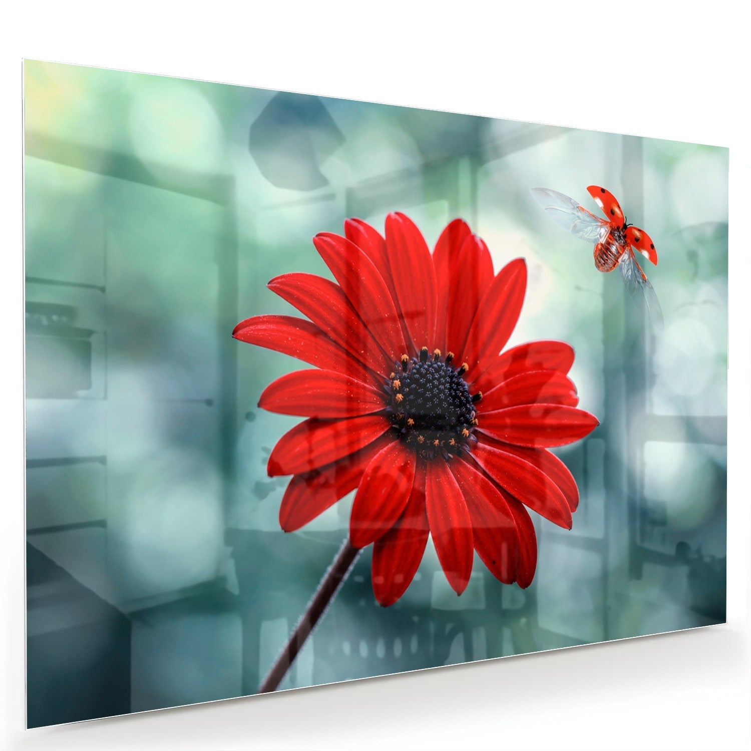 Beeindruckendes Glasbild mit einem roten Löwenzahn – Glasbild aus Sicherheitsglas, Größe 60x40