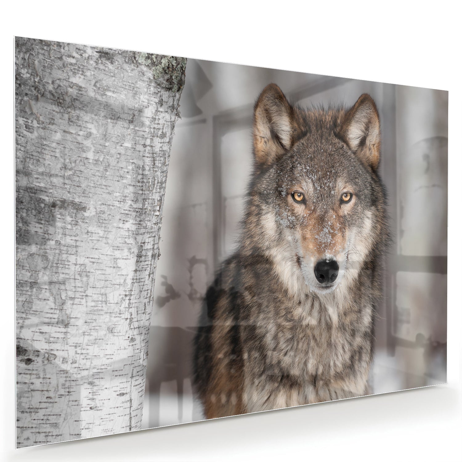 Beeindruckendes Glasbild mit einem Wolf – Glasbild aus Sicherheitsglas, Größe 60x40