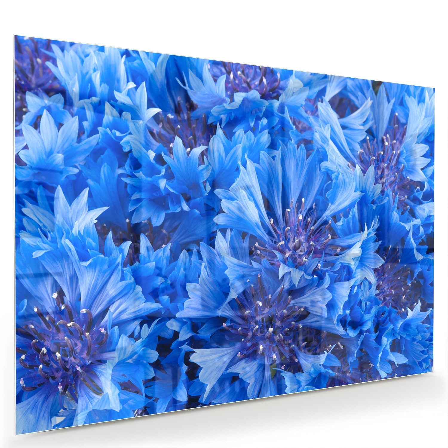 Blaues Glasbild mit Blumenmotiv – Glasbild aus Sicherheitsglas, Größe 60x40
