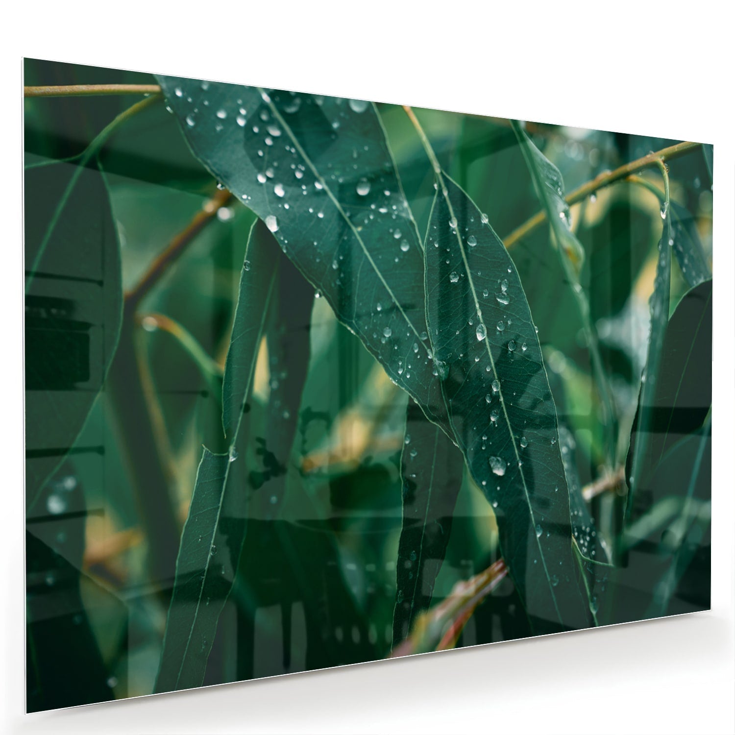 Glasbild mit grünen Blättern und Tautropfen – Glasbild aus Sicherheitsglas, Größe 60x40