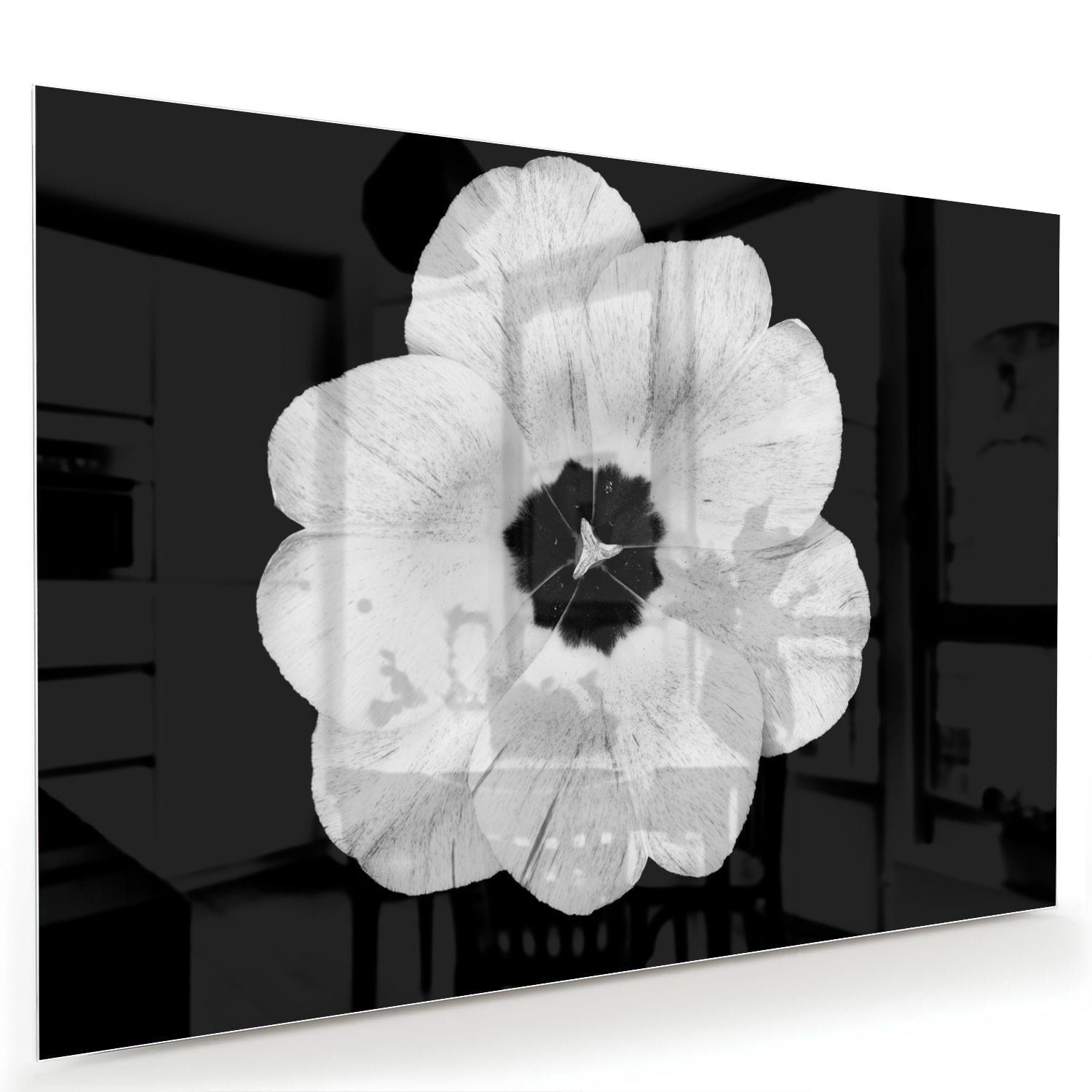 Glasbild mit einer weißen Blume auf schwarzem Hintergrund – Glasbild aus Sicherheitsglas, Größe 60x40