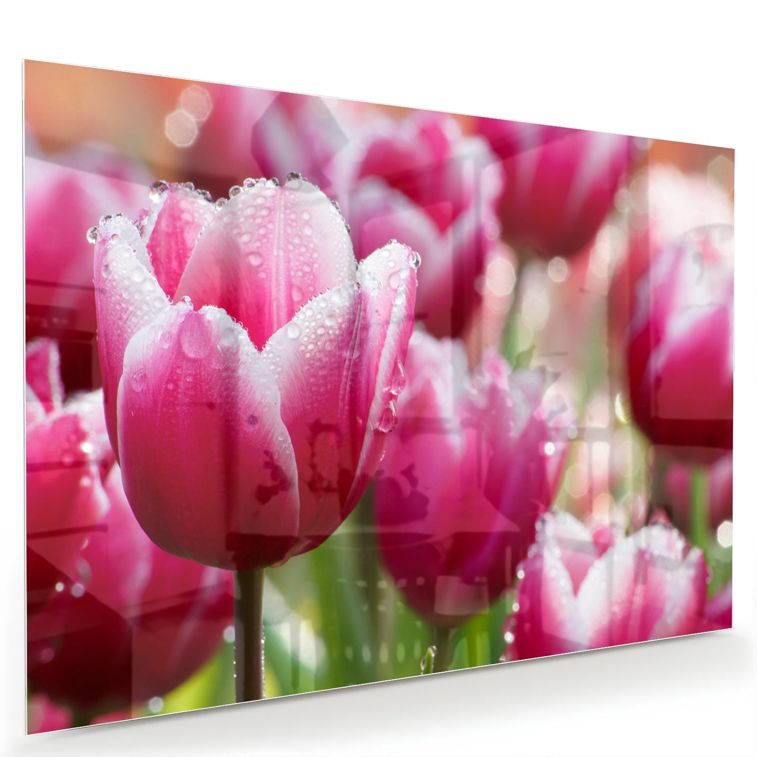 Glasbild mit bezaubernden rosa Tulpen – Glasbild aus Sicherheitsglas, Größe 60x40