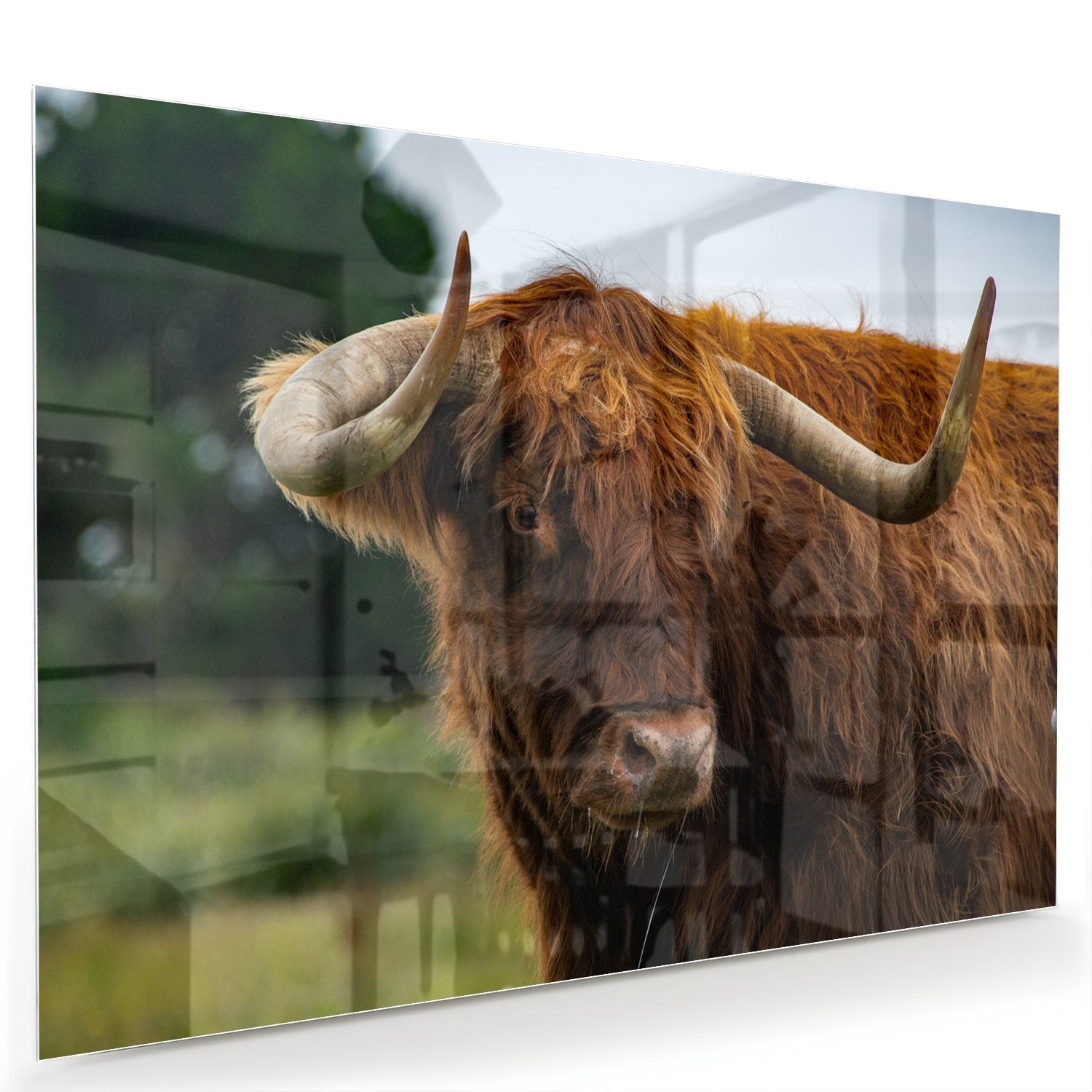 Glasbild mit einem schottischen Hochlandrind – Glasbild aus Sicherheitsglas, Größe 60x40