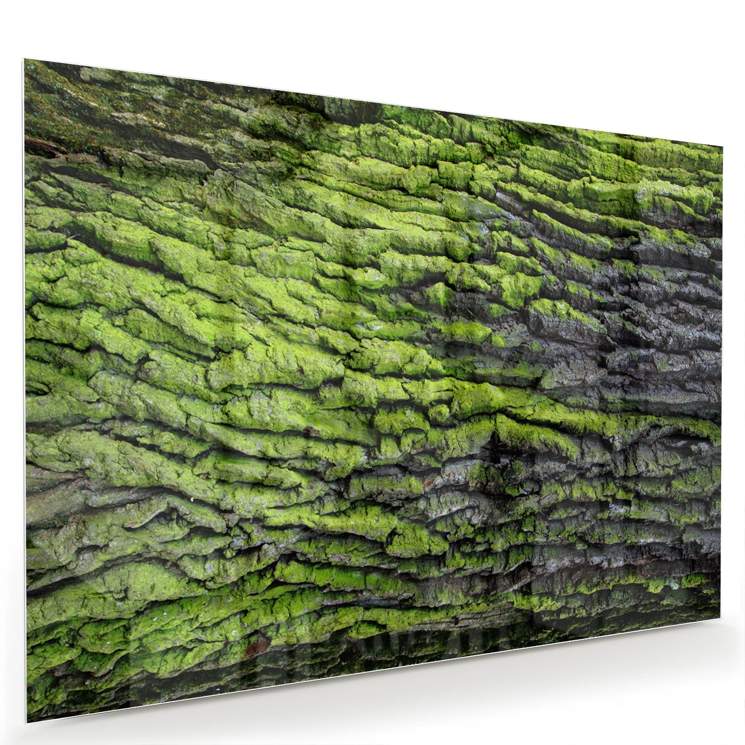 Glasbild mit moosartiger Textur – Glasbild aus Sicherheitsglas, Größe 60x40