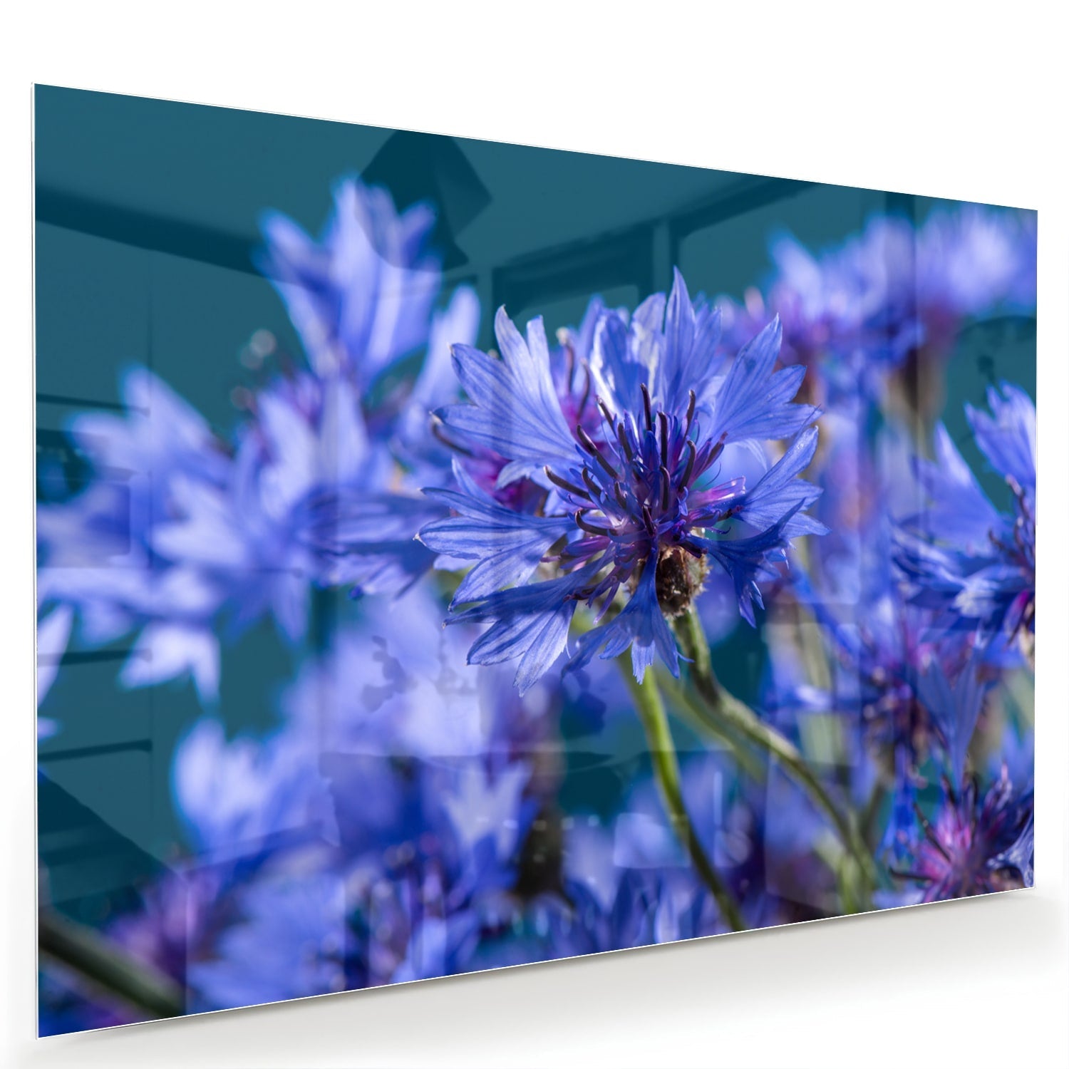 Wunderschönes violettes Glasbild mit Blumenmotiv – Glasbild aus Sicherheitsglas, Größe 60x40