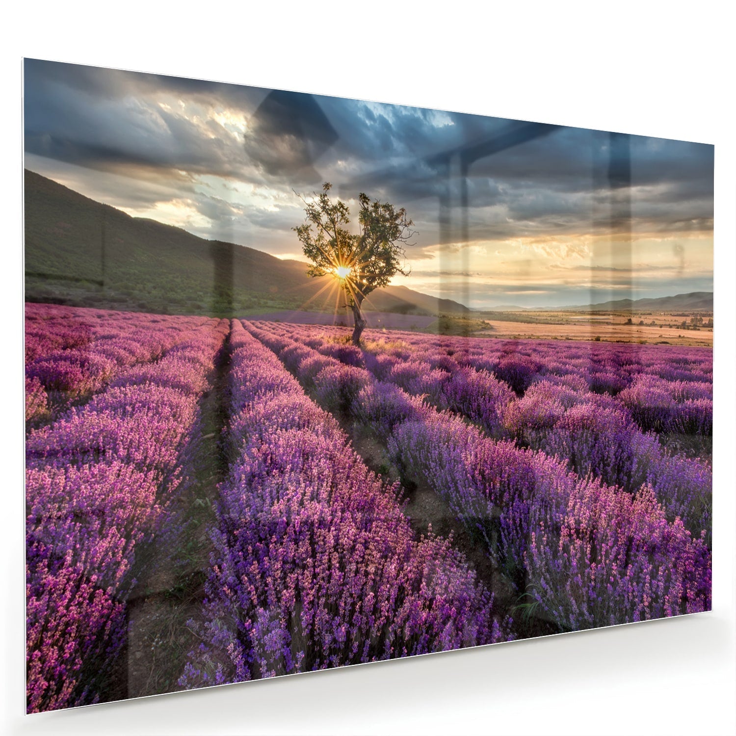 Glasbild mit violetten Lavendelfeldern bei Sonnenuntergang – Glasbild aus Sicherheitsglas, Größe 60x40