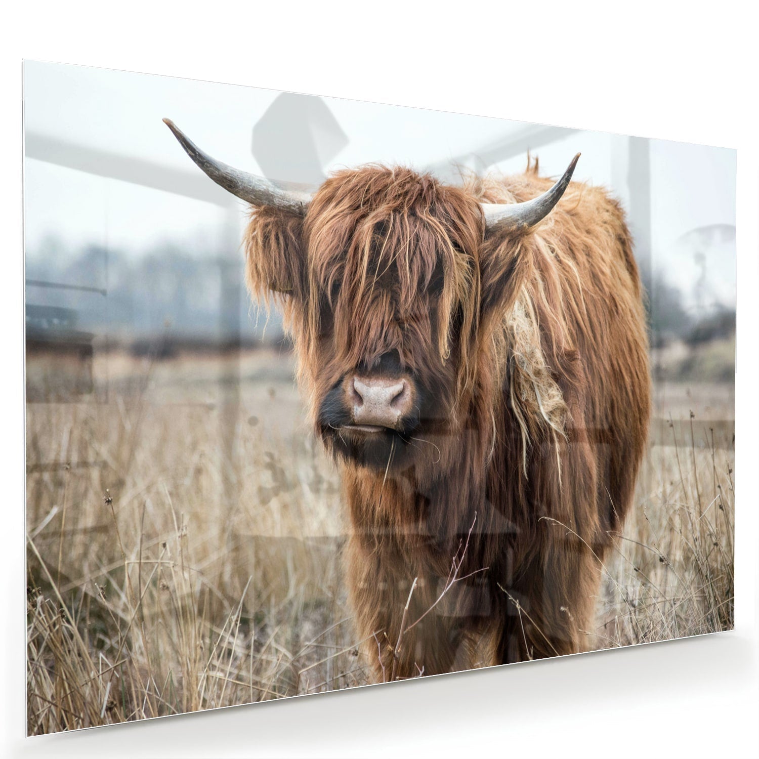 Glasbild mit Hochlandrind in Holzoptik – Glasbild aus Sicherheitsglas, Größe 60x40