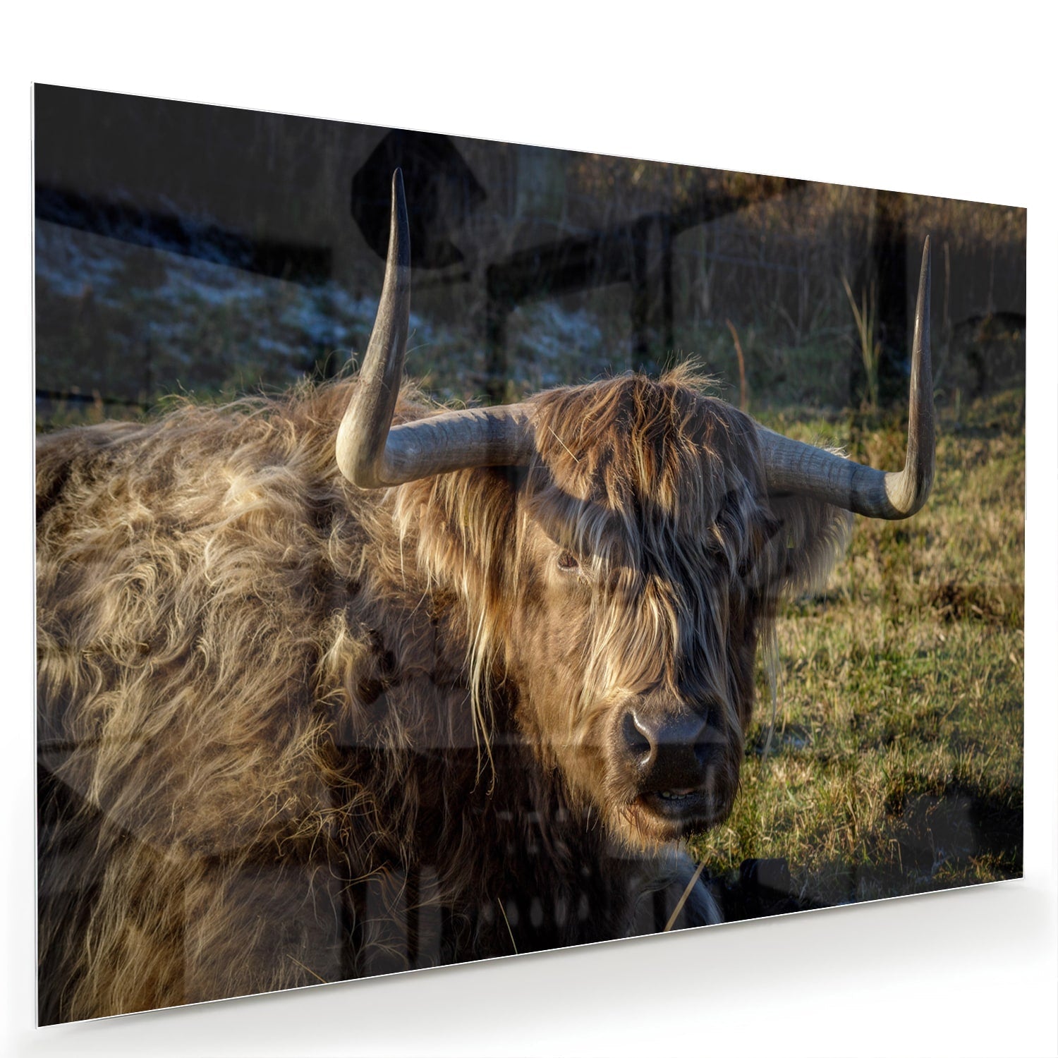Glasbild mit einem Highland-Rind in natürlichem Licht – Glasbild aus Sicherheitsglas, Größe 60x40