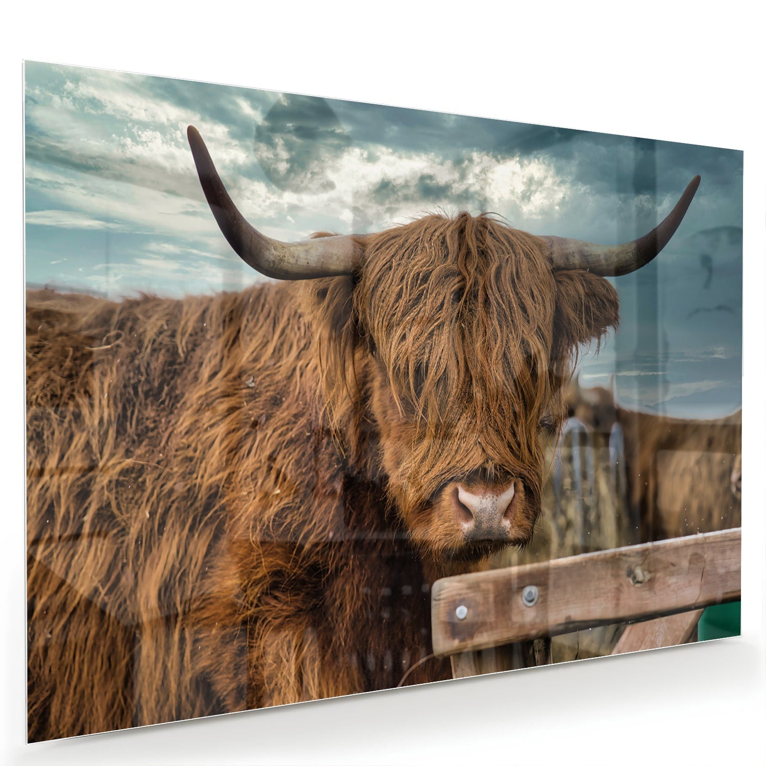 Glasbild mit einem Hochlandrind in der Natur – Glasbild aus Sicherheitsglas, Größe 60x40