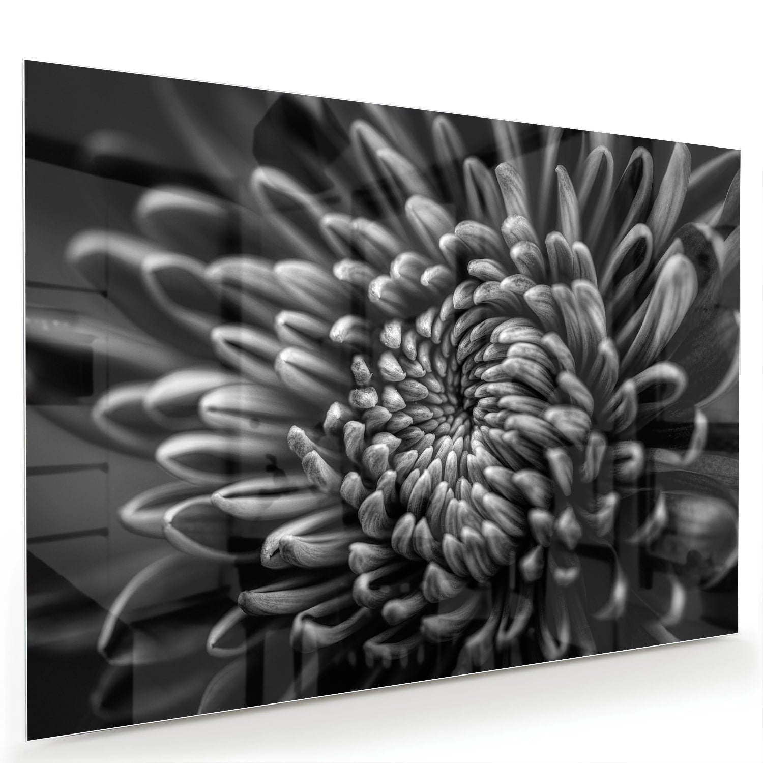 Schwarz-Weiß-Glasbild mit geschwungener Blume – Glasbild aus Sicherheitsglas, Größe 60x40