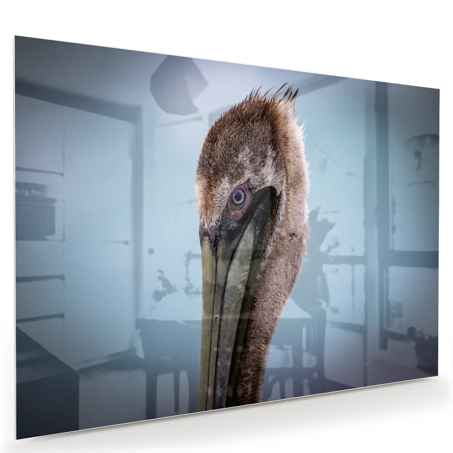 Stilvolles Glasbild mit Pelikan-Porträt – Glasbild aus Sicherheitsglas, Größe 60x40
