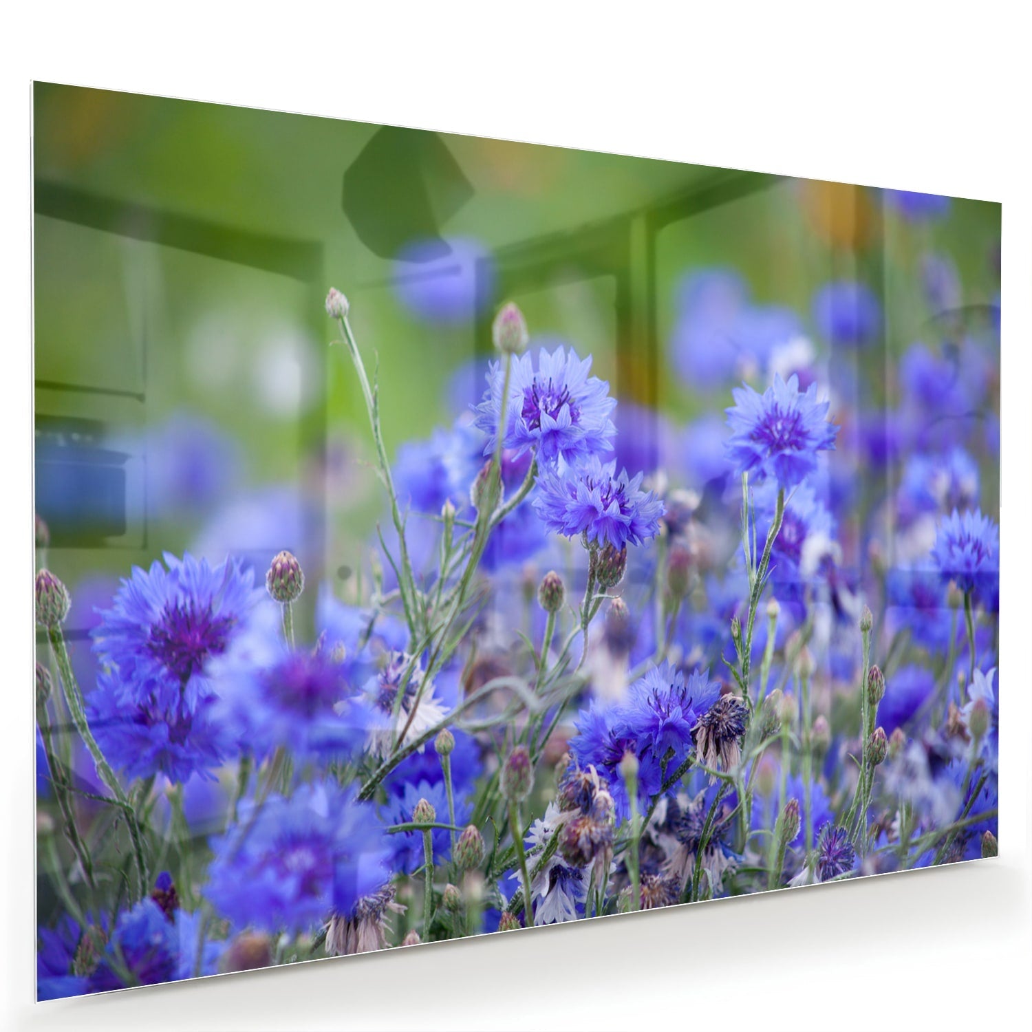 Glasbild mit violetten Blumen in ruhiger Szenerie – Glasbild aus Sicherheitsglas, Größe 60x40