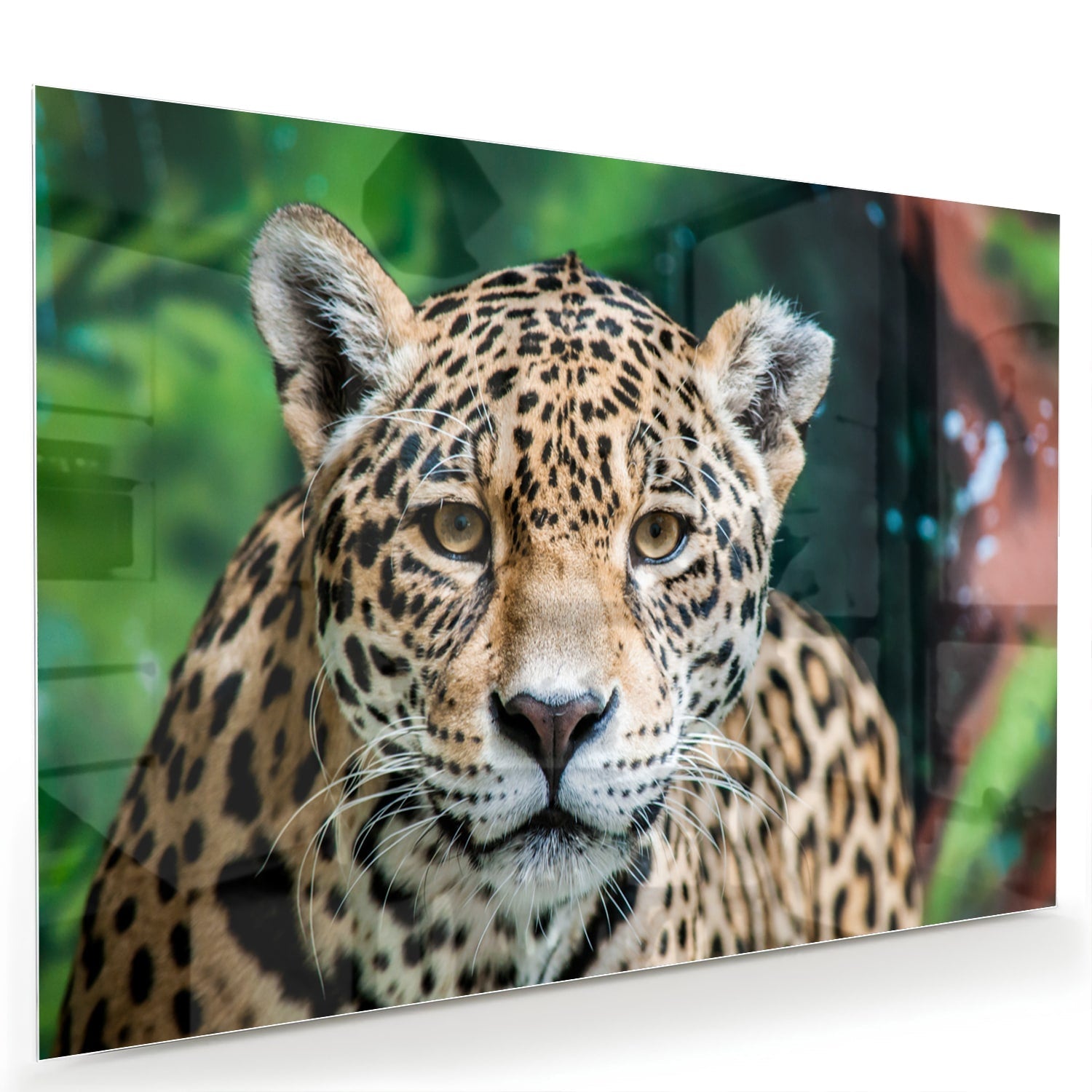 Beeindruckendes Glasbild mit einem Jaguar – Glasbild aus Sicherheitsglas, Größe 60x40