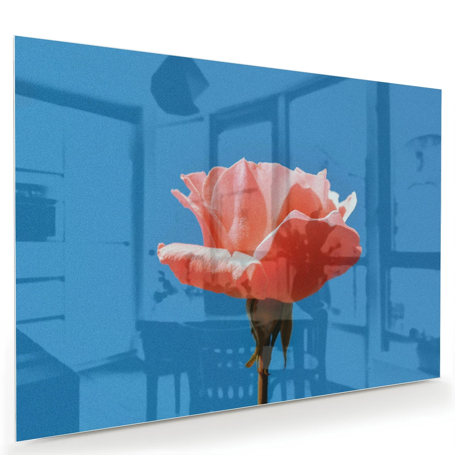 Glasbild rosa Rose auf blauem Hintergrund – Glasbild aus Sicherheitsglas, Größe 60x40
