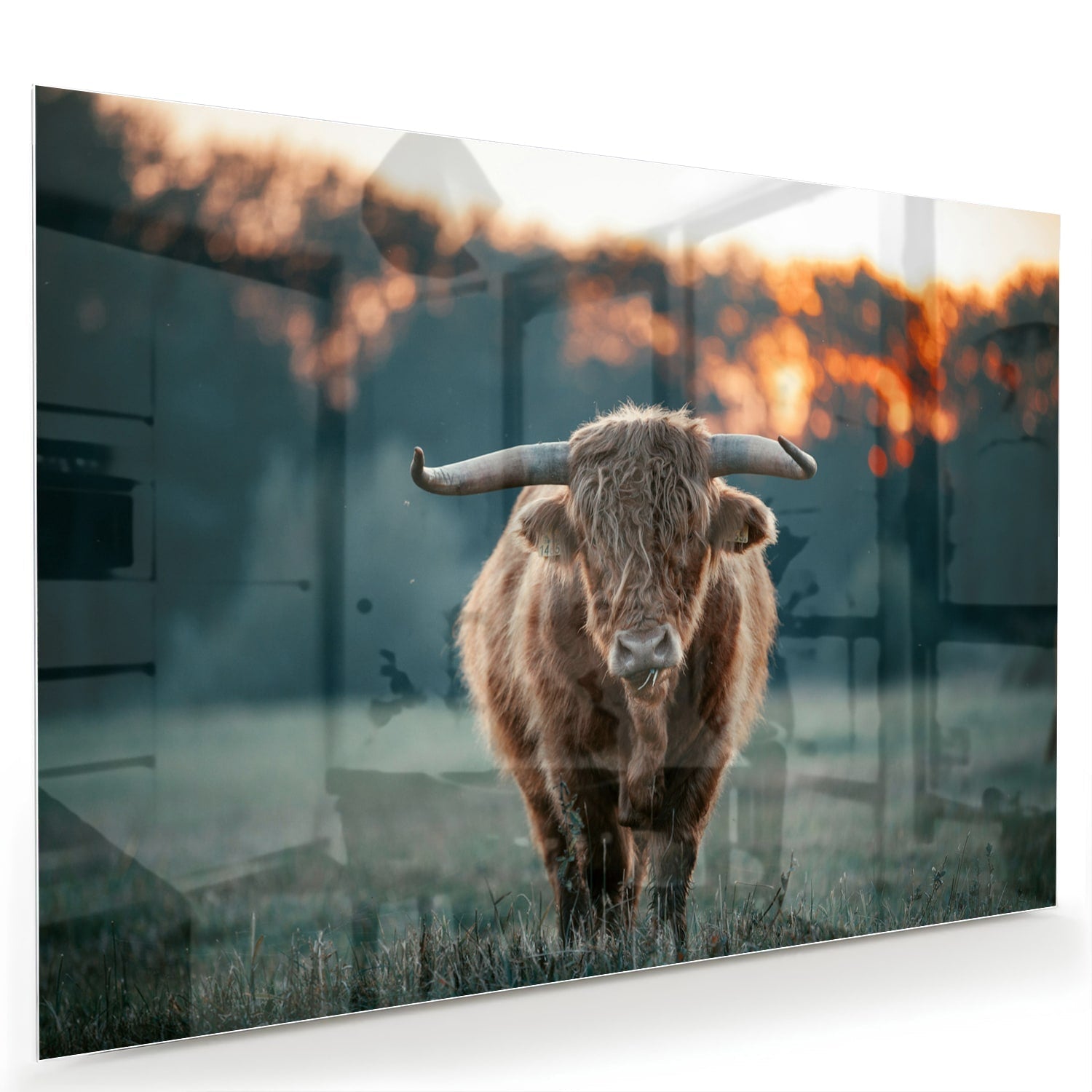 Glänzendes Glasbild mit schottischem Hochlandrind – Glasbild aus Sicherheitsglas, Größe 60x40