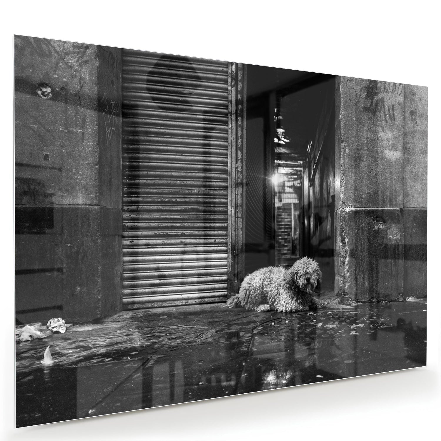 Schwarz-Weiß-Glasbild mit Hund in regnerischer Straßenszene – Glasbild aus Sicherheitsglas, Größe 60x40