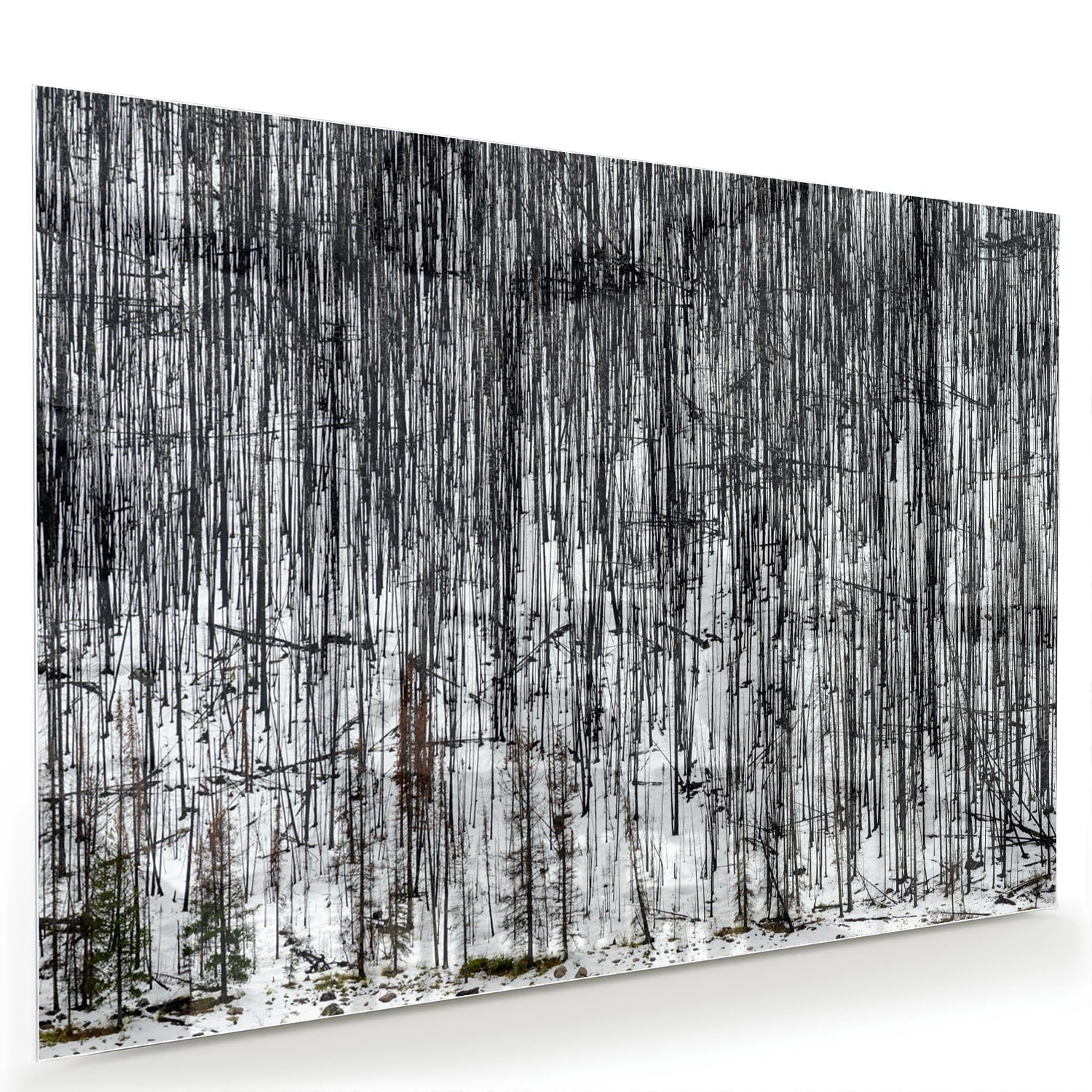 Minimalistisches Glasbild mit Bäumen – Glasbild aus Sicherheitsglas, Größe 60x40