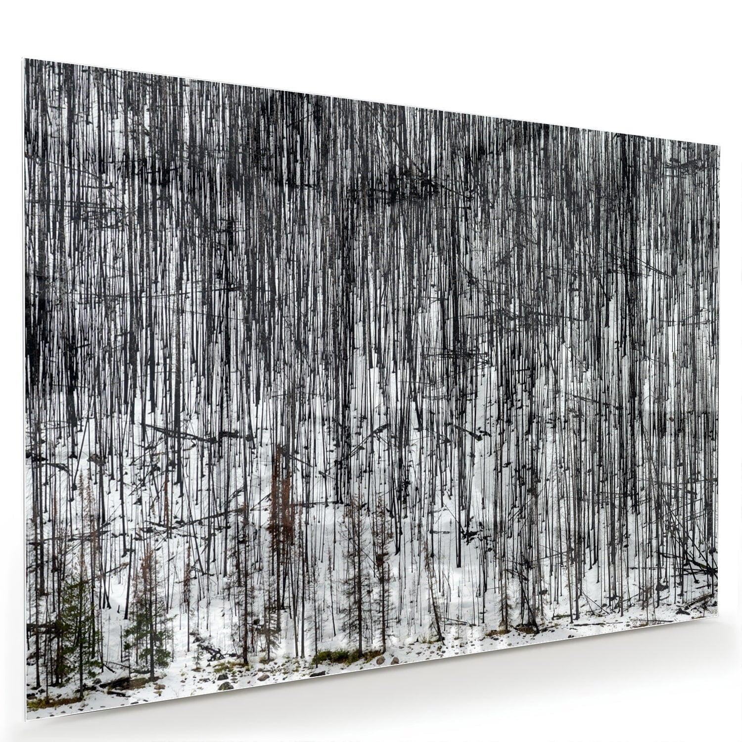 Minimalistisch glazen schilderij met een boslandschap, perfect voor moderne interieurs.
