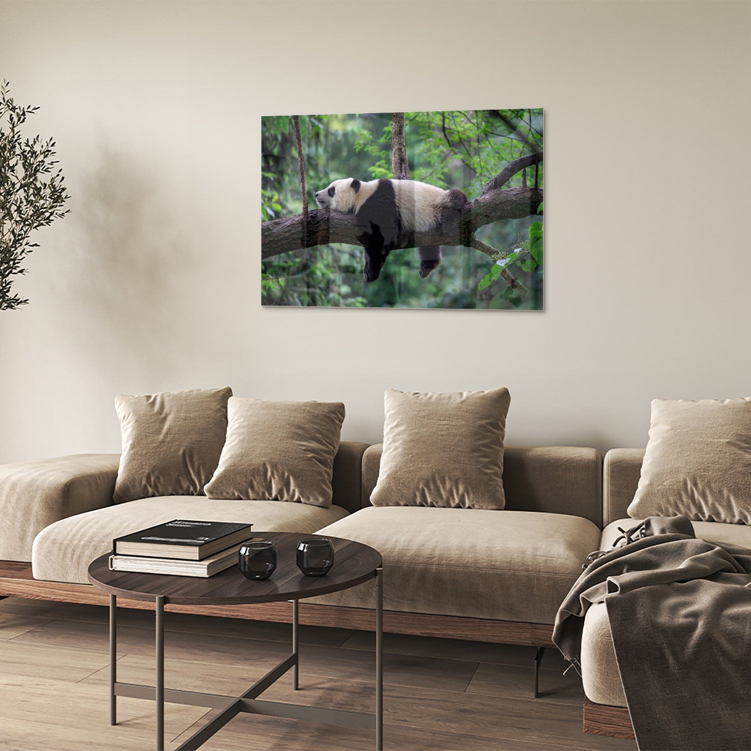 Glasbild mit entspanntem Panda auf einem Ast – Glasbild aus Sicherheitsglas, Größe 50x50